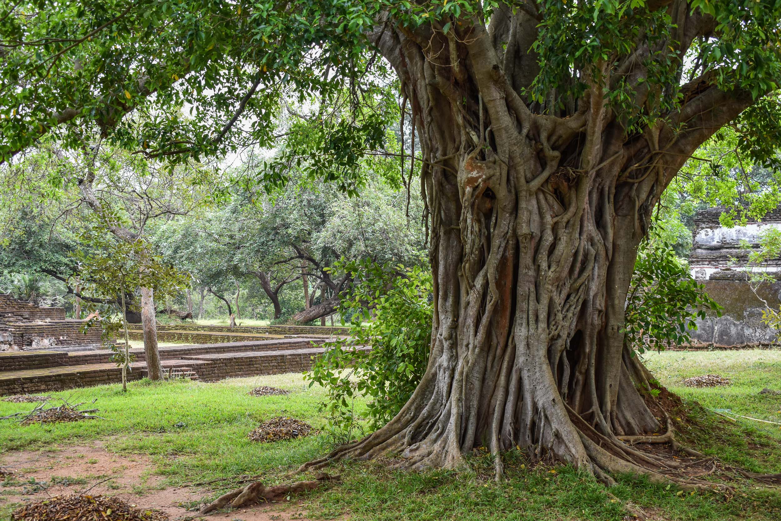 Srí Lanka - ideálna kombinácia 63