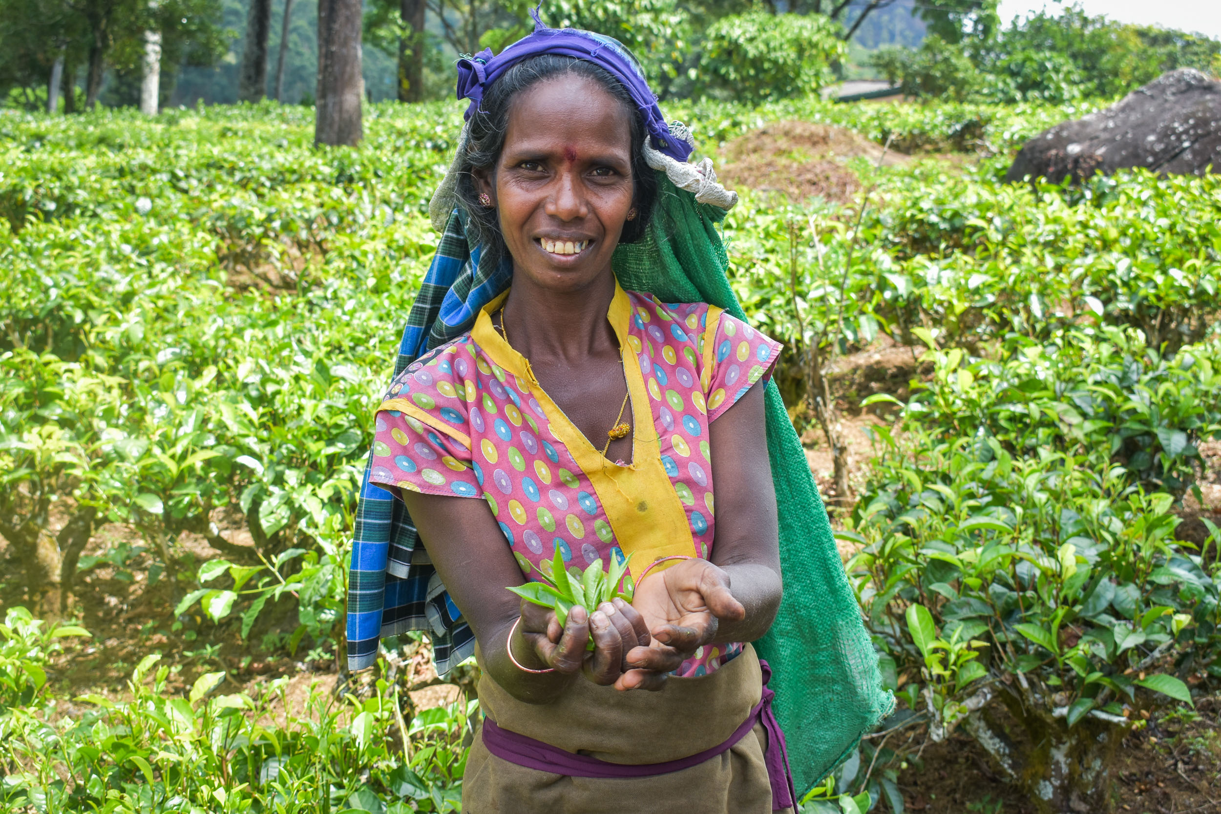 Srí Lanka - ideálna kombinácia 65