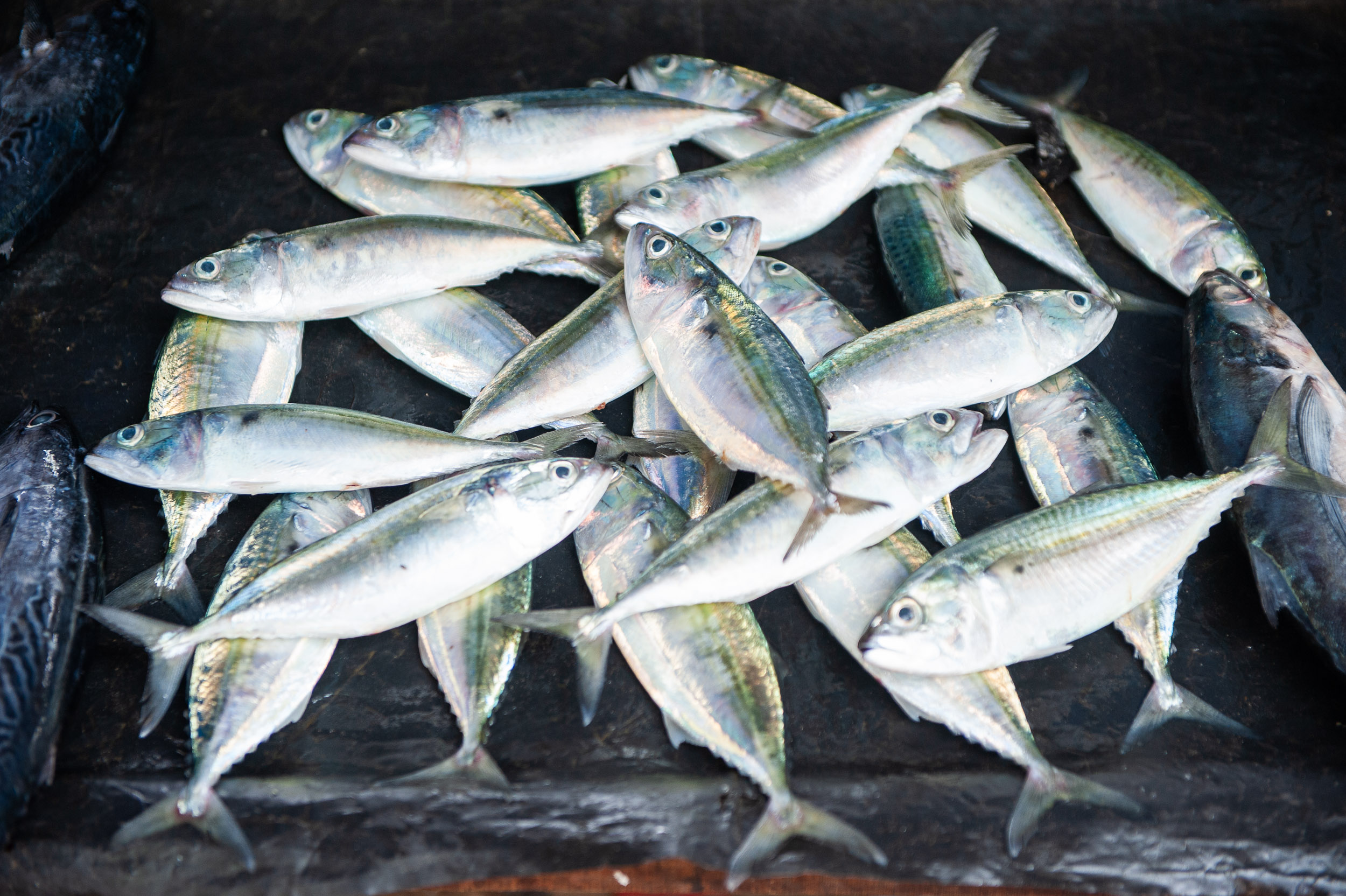 Srí Lanka - ideálna kombinácia 72