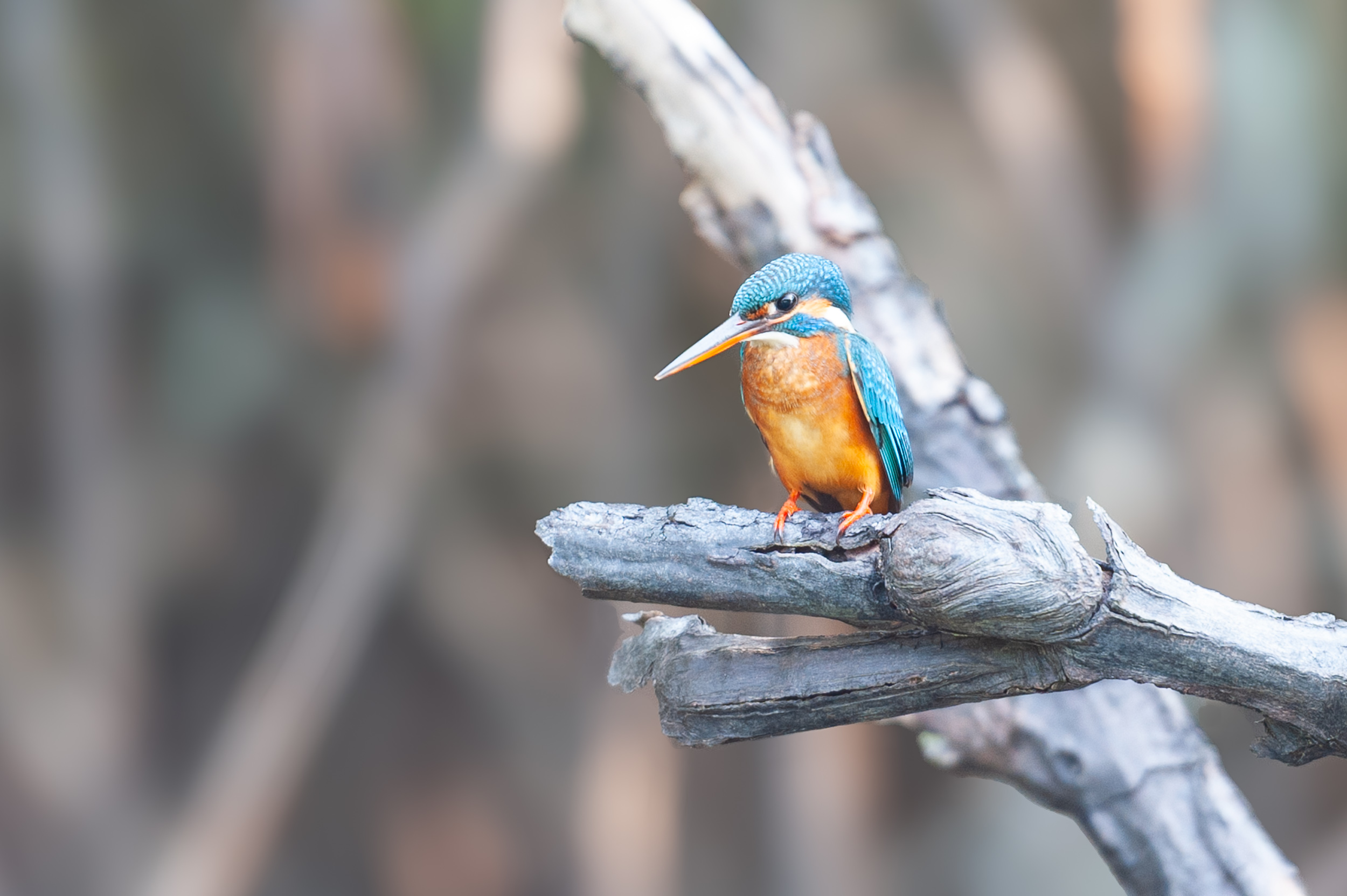 Srí Lanka - ideálna kombinácia 98