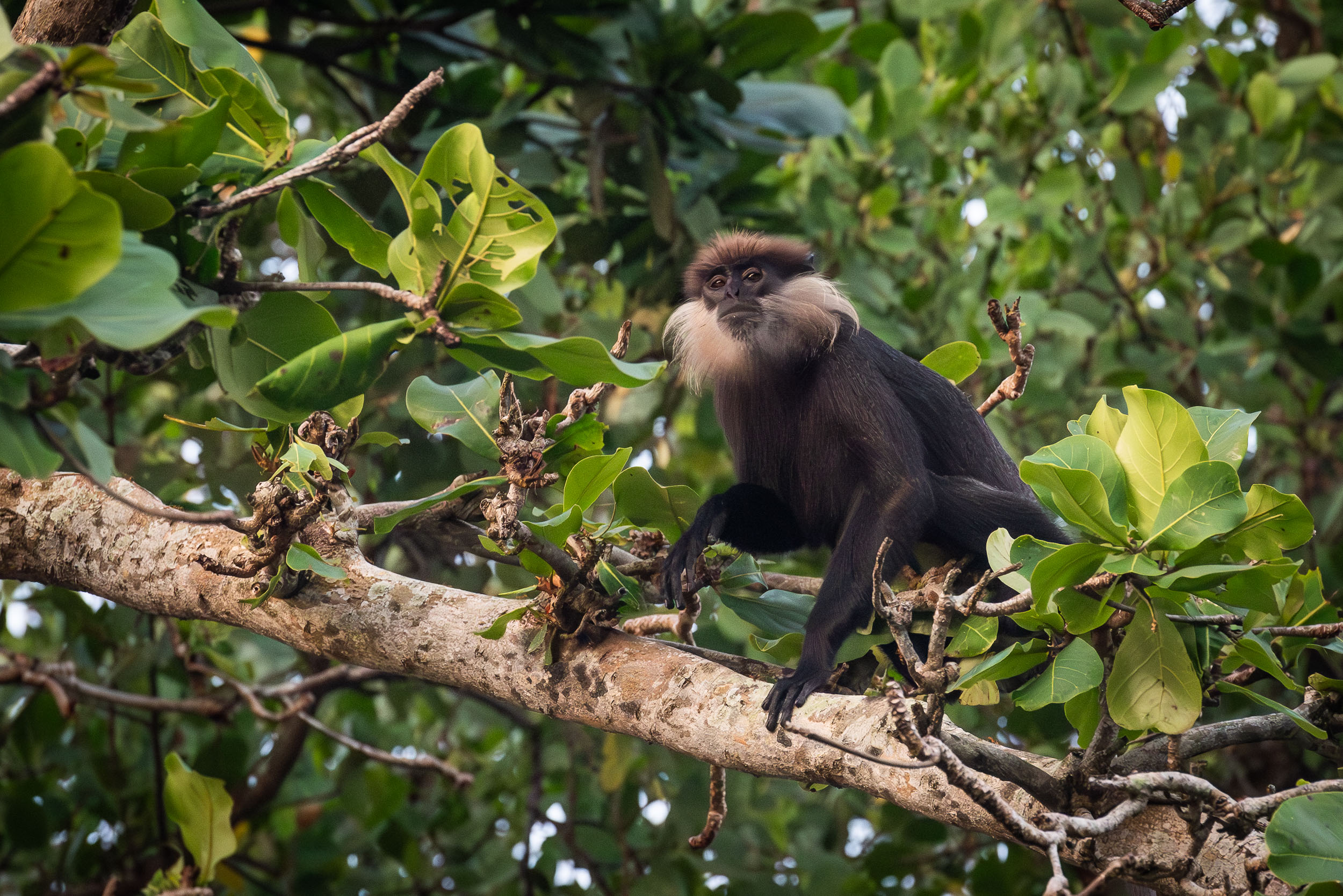 Srí Lanka - ideálna kombinácia 89