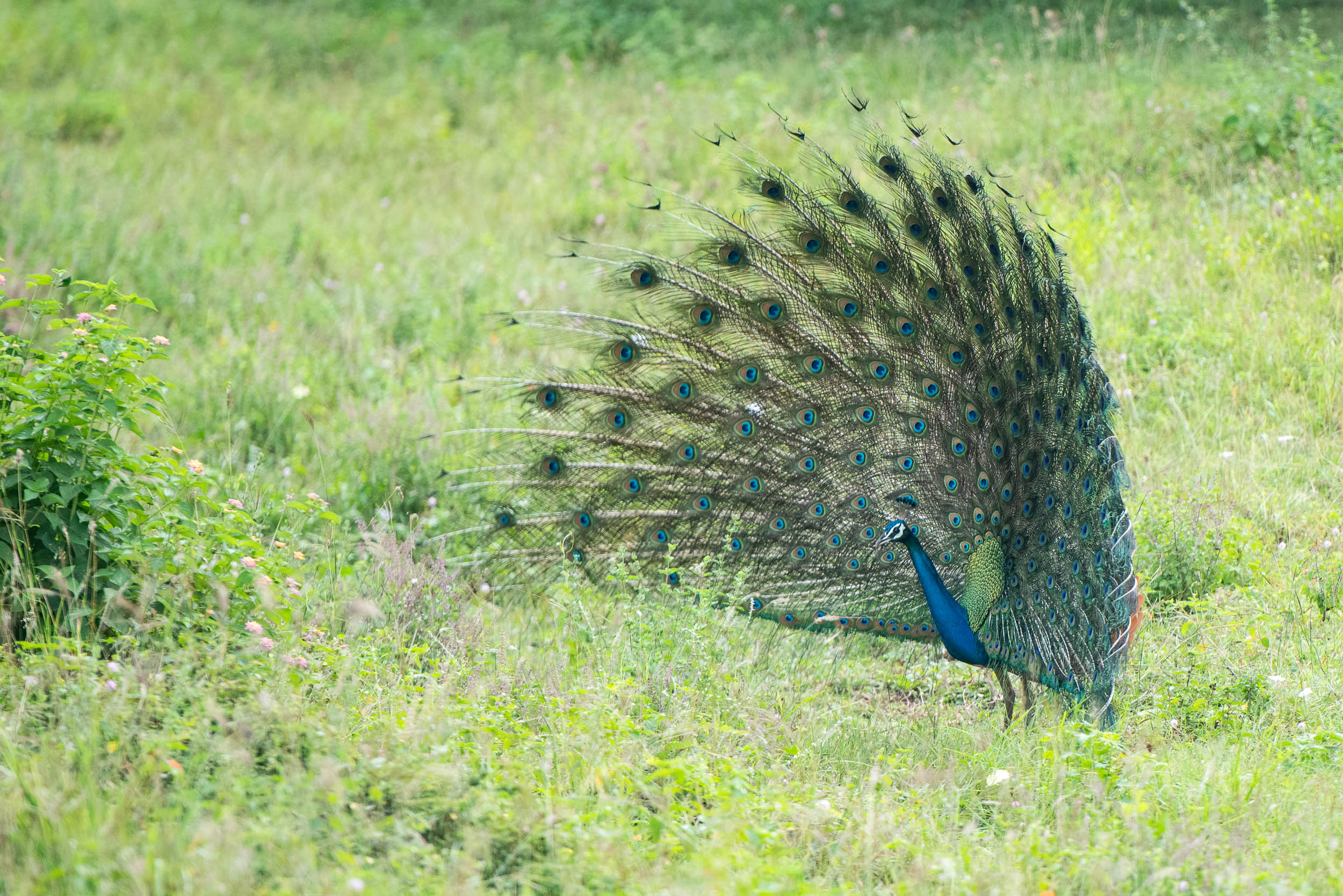 Srí Lanka - ideálna kombinácia 90