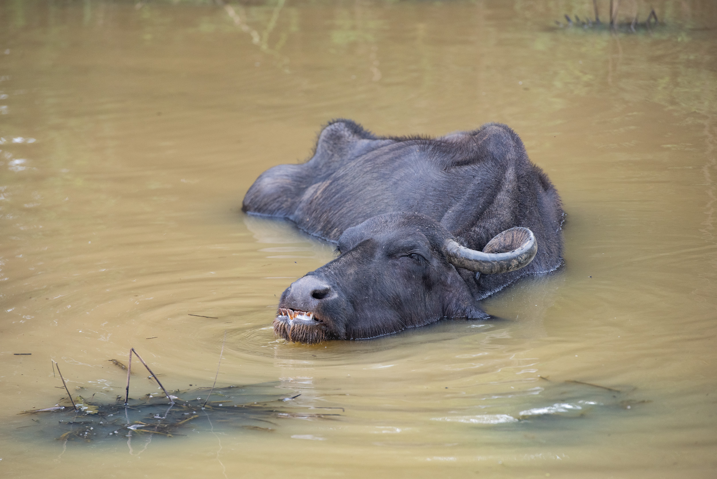 Srí Lanka - ideálna kombinácia 81