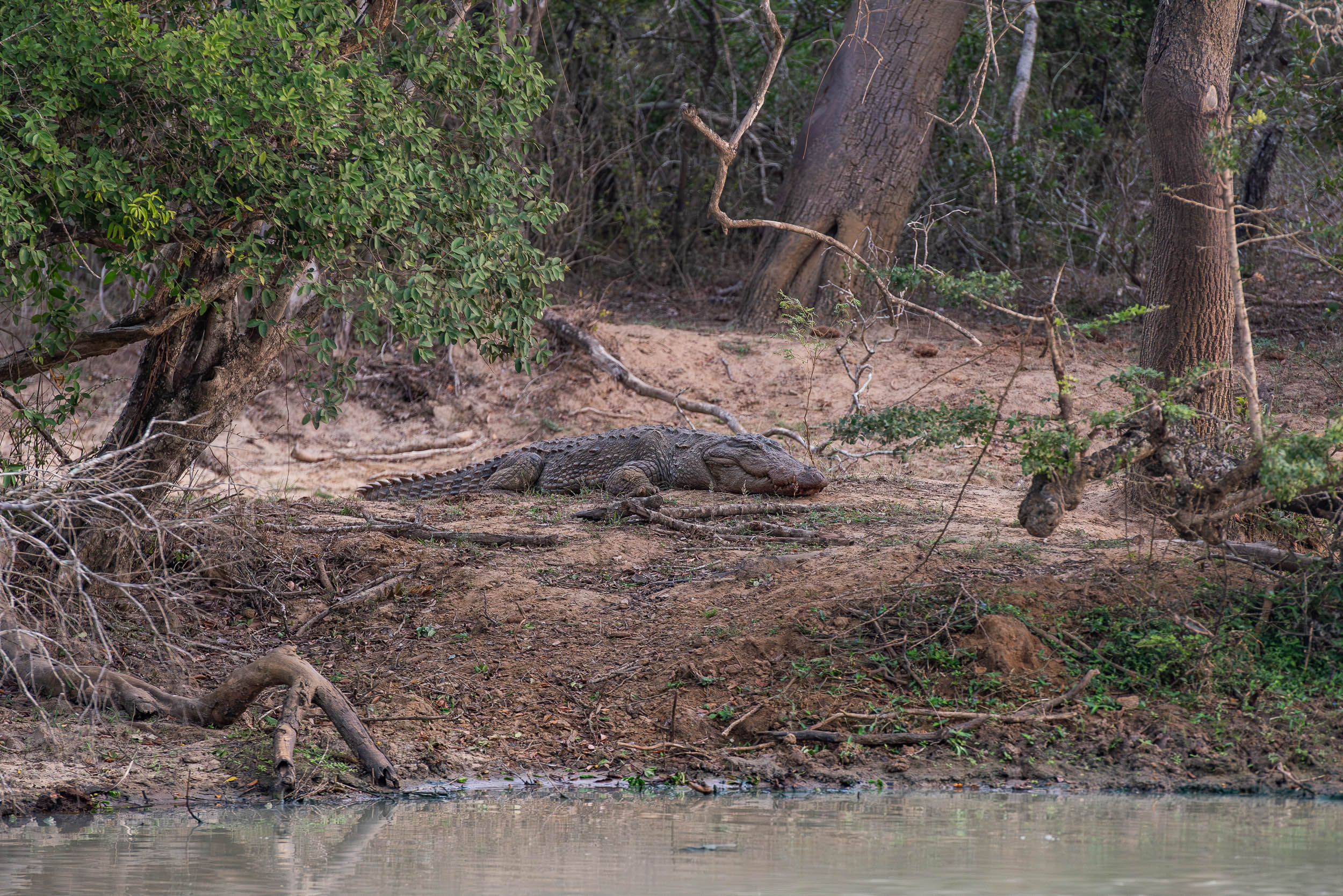 Srí Lanka - ideálna kombinácia 83