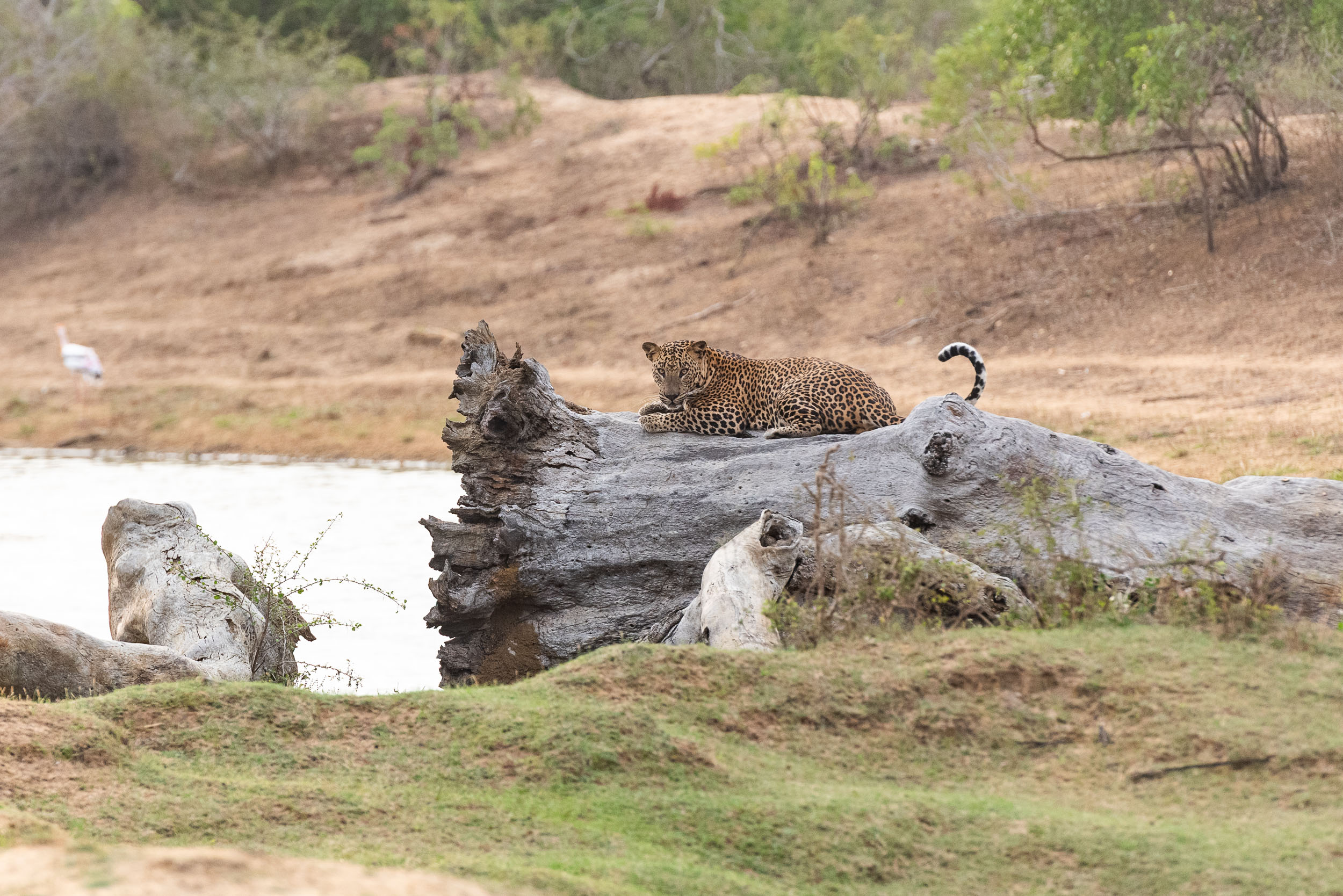 Srí Lanka - ideálna kombinácia 84