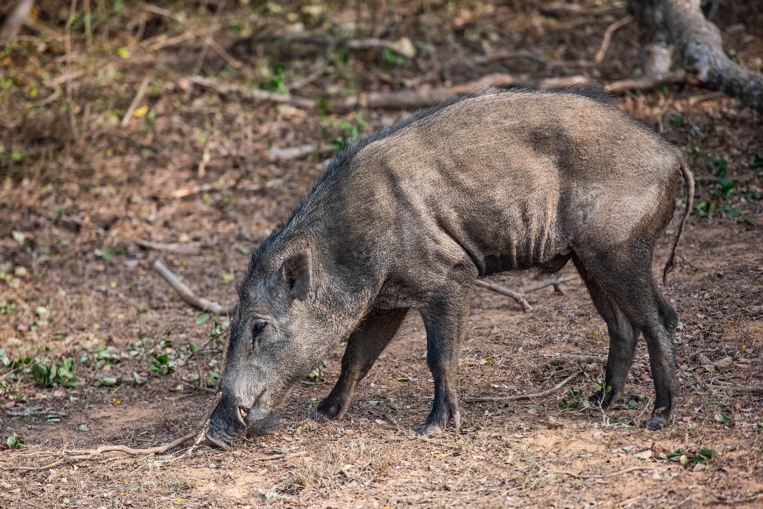 Srí Lanka - ideálna kombinácia 85