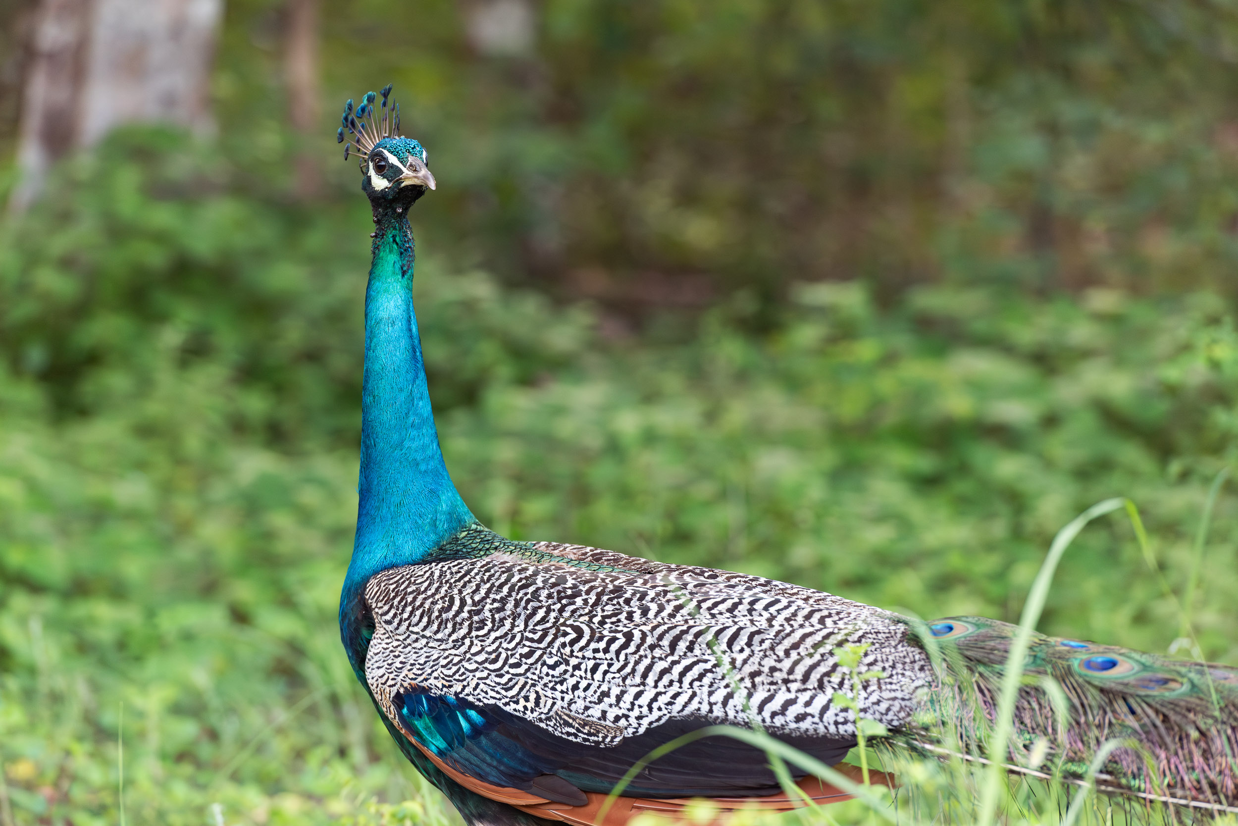 Srí Lanka - ideálna kombinácia 86