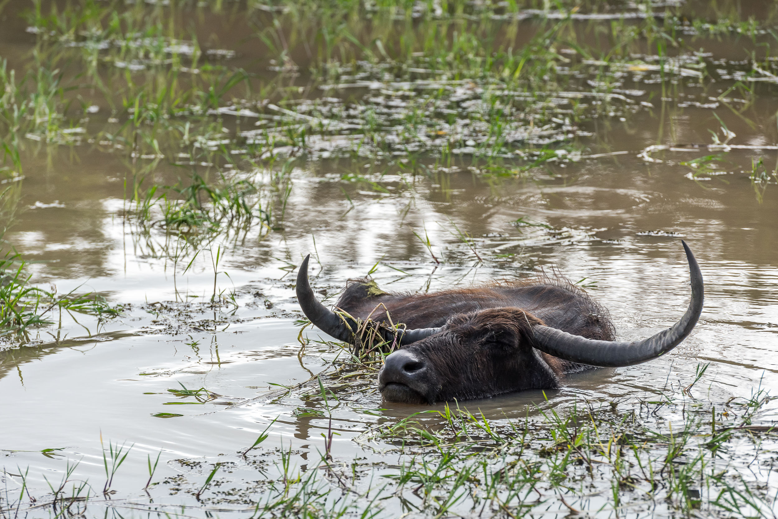Srí Lanka - ideálna kombinácia 87