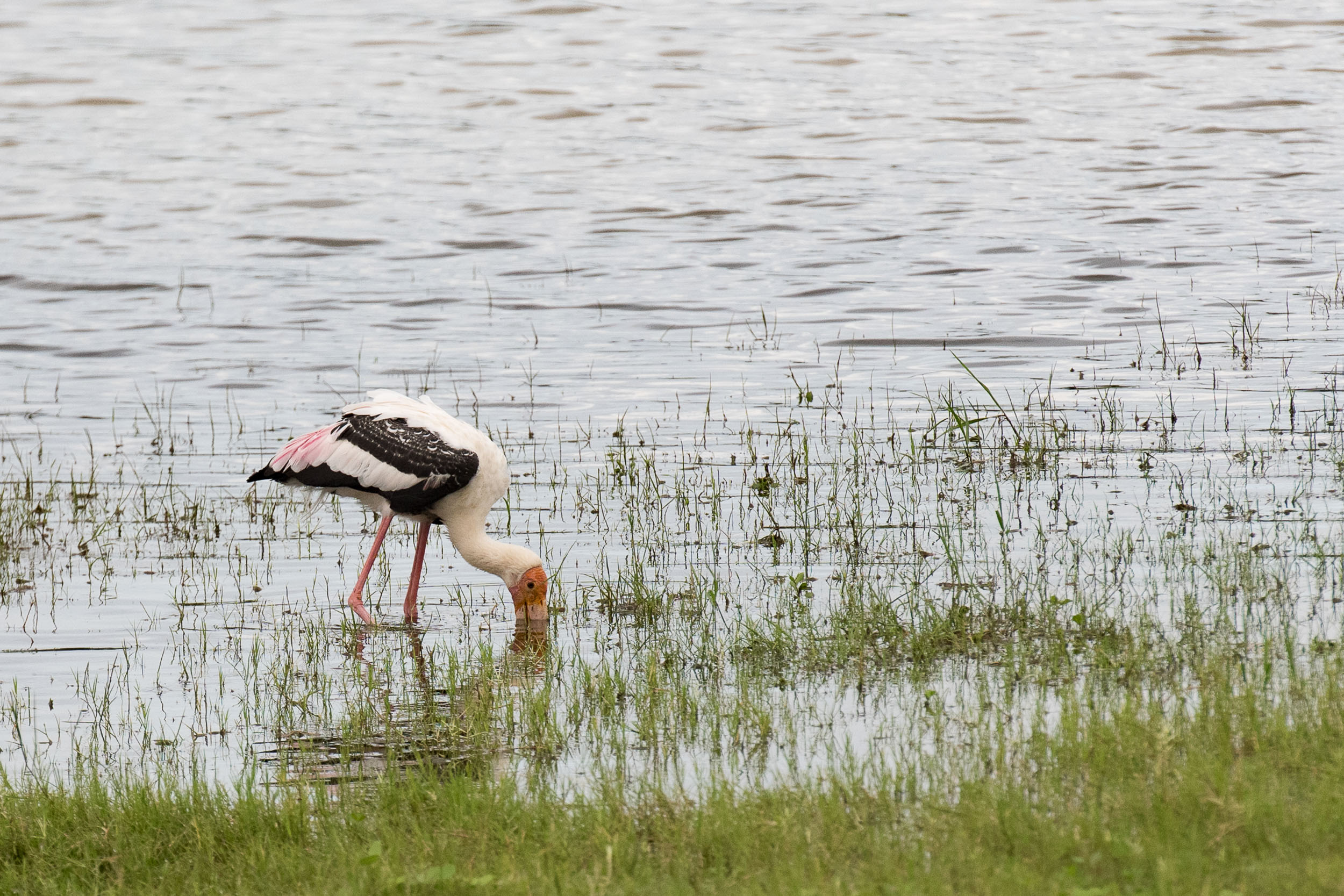 Srí Lanka - ideálna kombinácia 88