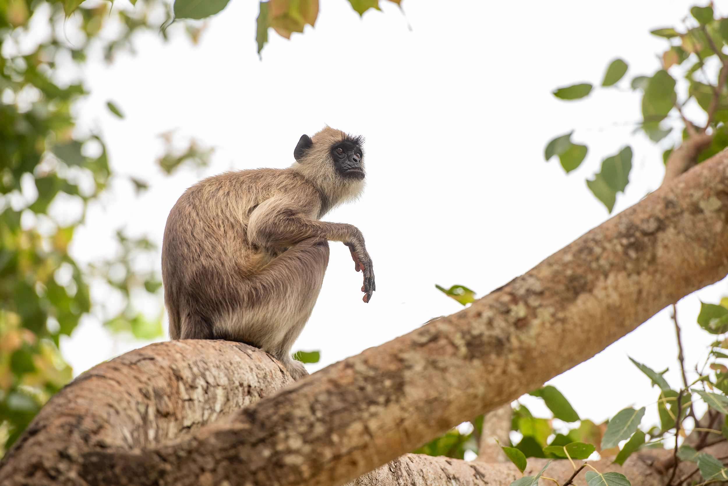 Srí Lanka - ideálna kombinácia 92