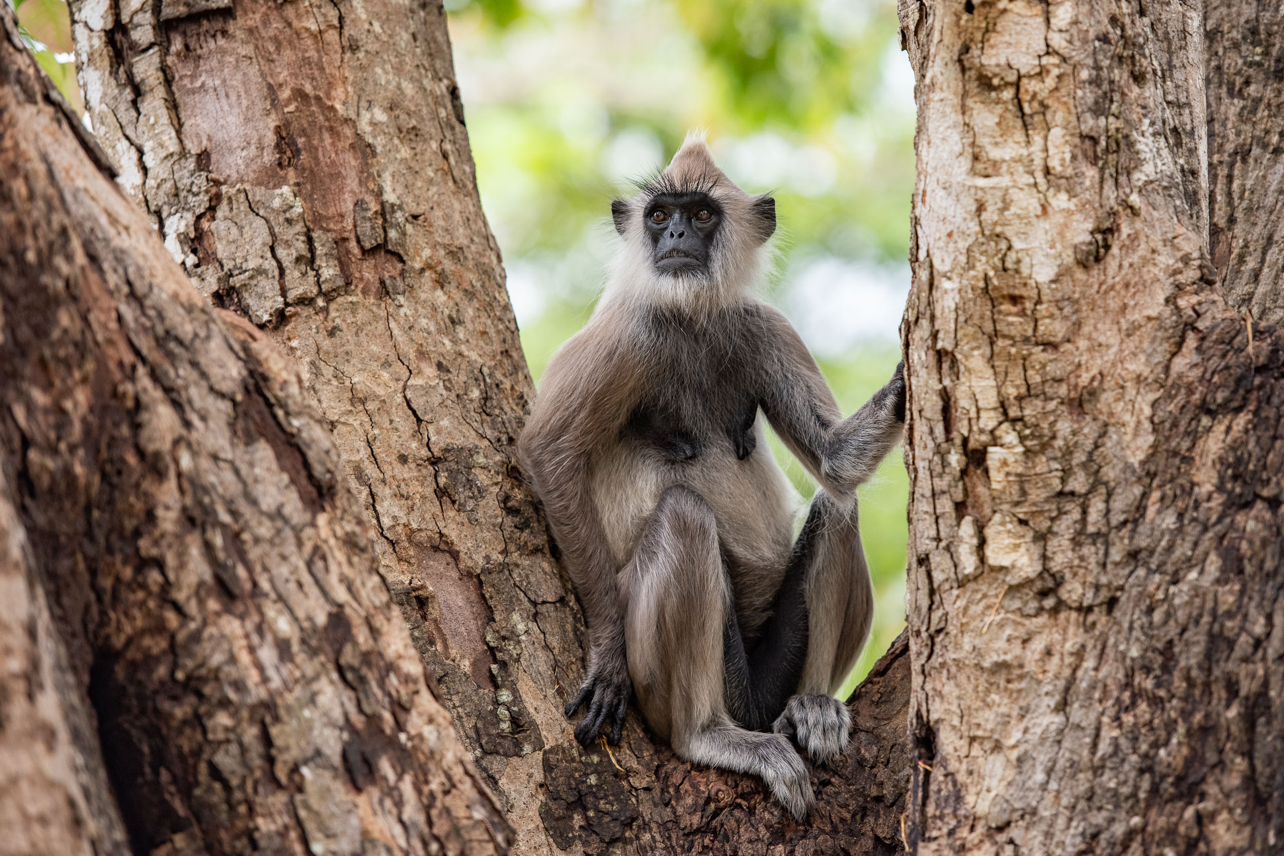 Srí Lanka - ideálna kombinácia 3