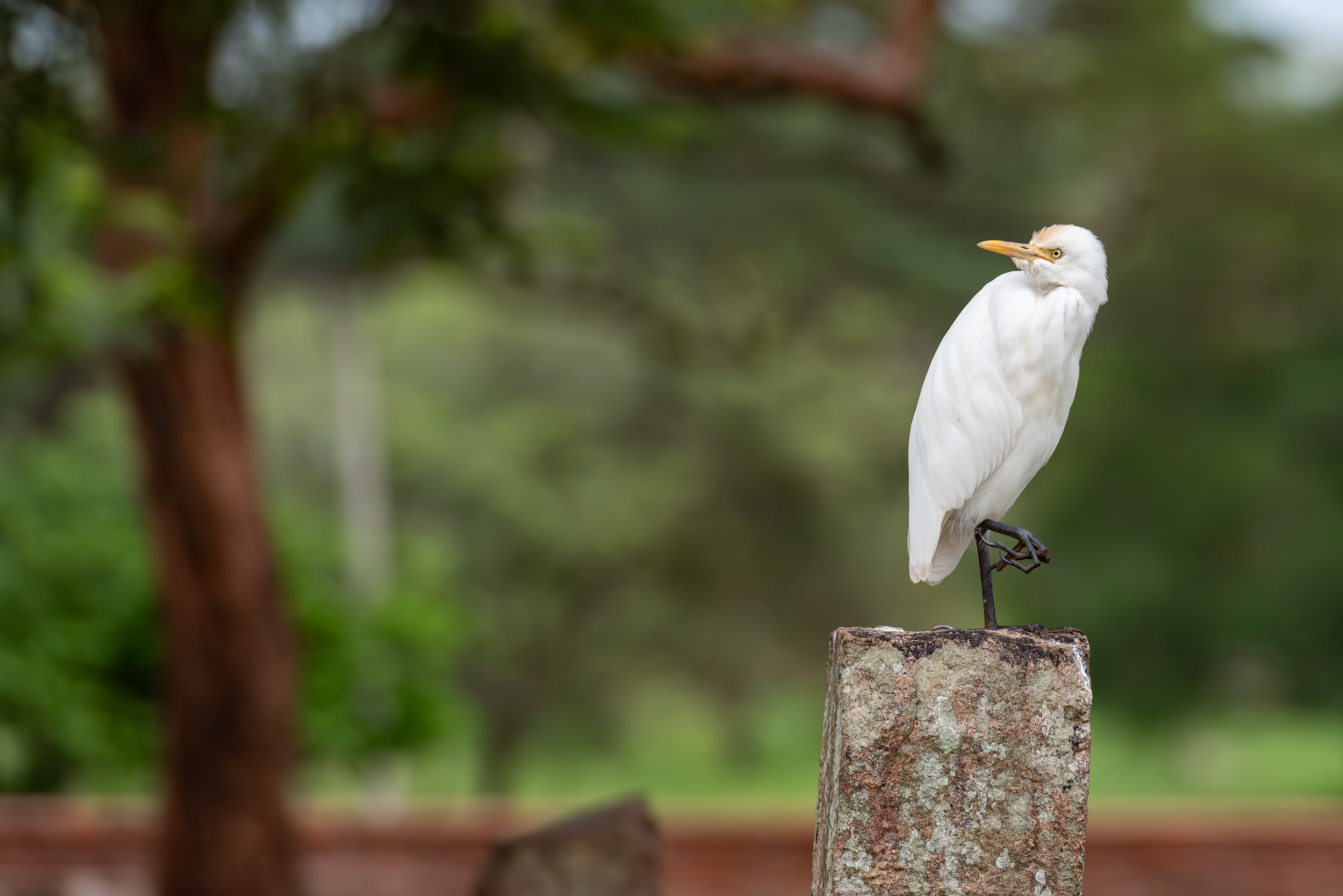 Srí Lanka - ideálna kombinácia 5