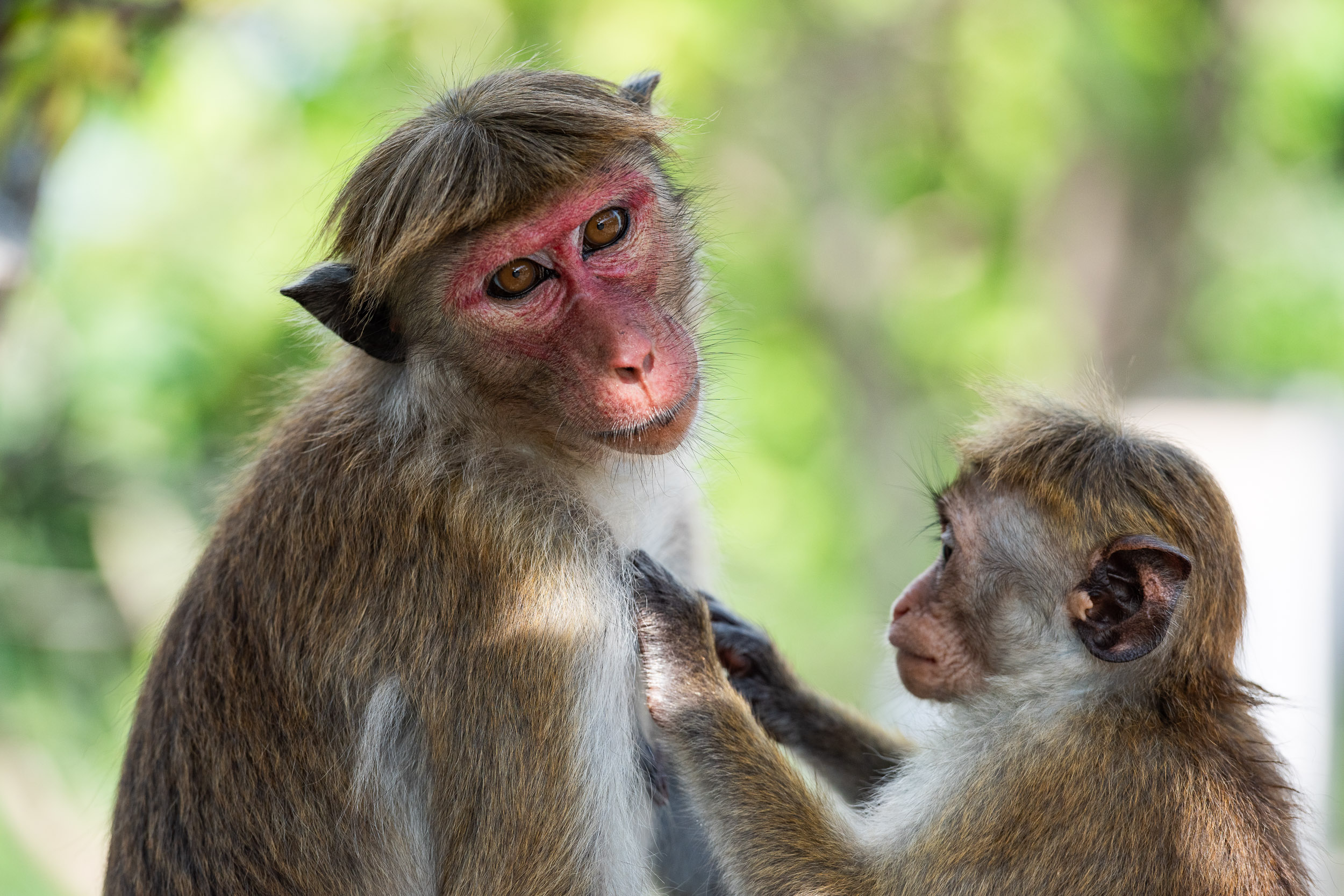 Srí Lanka - ideálna kombinácia 17