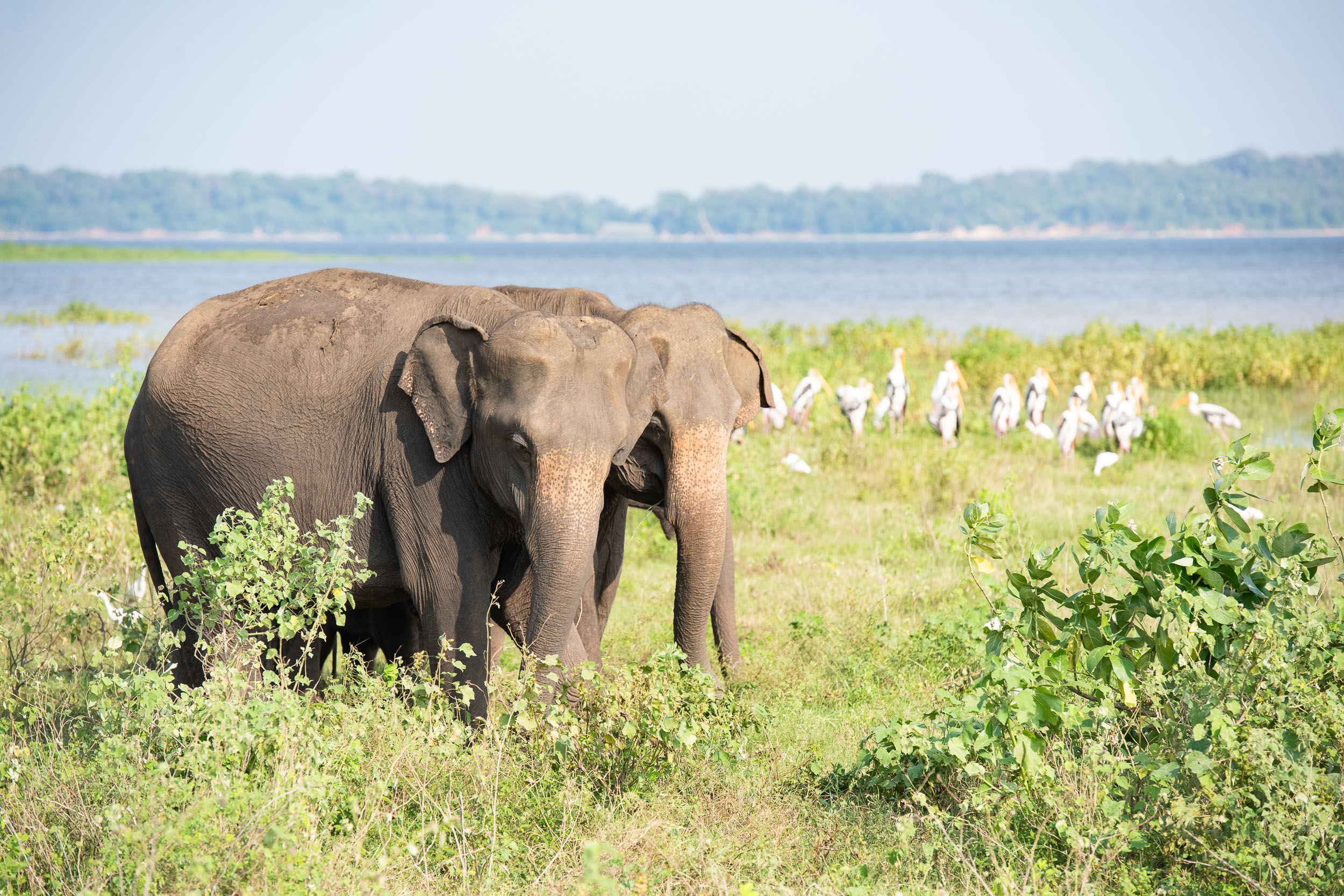 Srí Lanka - ideálna kombinácia 94