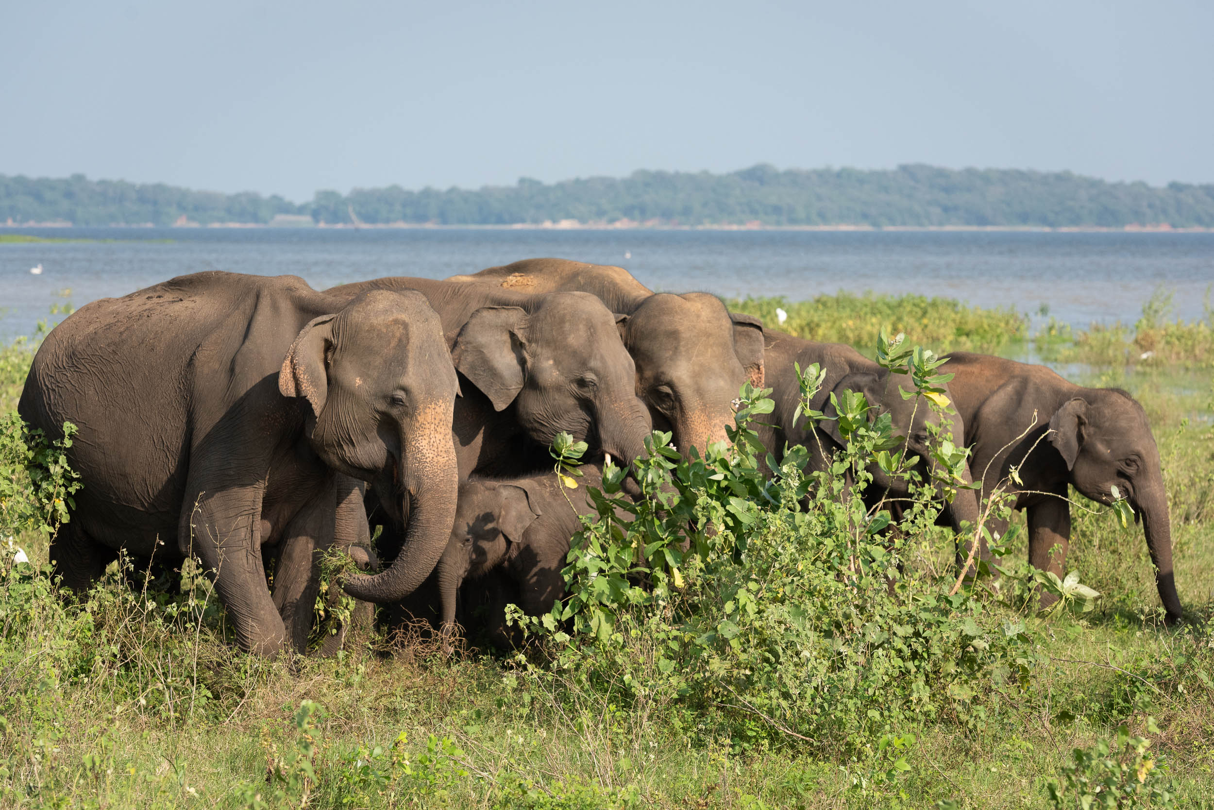 Srí Lanka - ideálna kombinácia 93