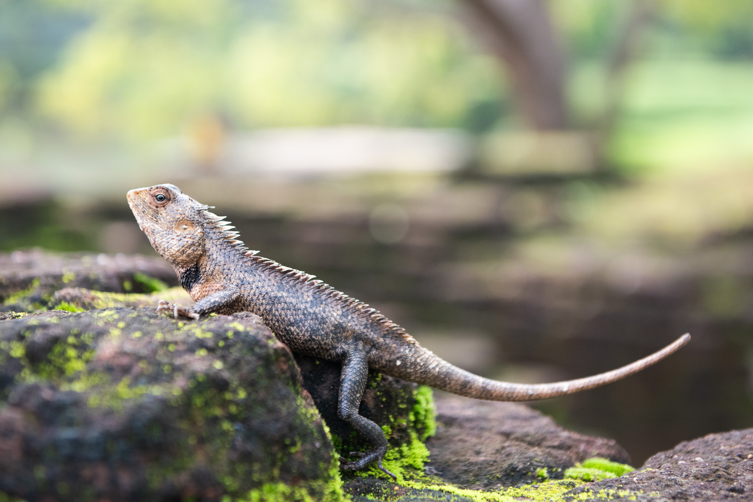 Srí Lanka - ideálna kombinácia 96