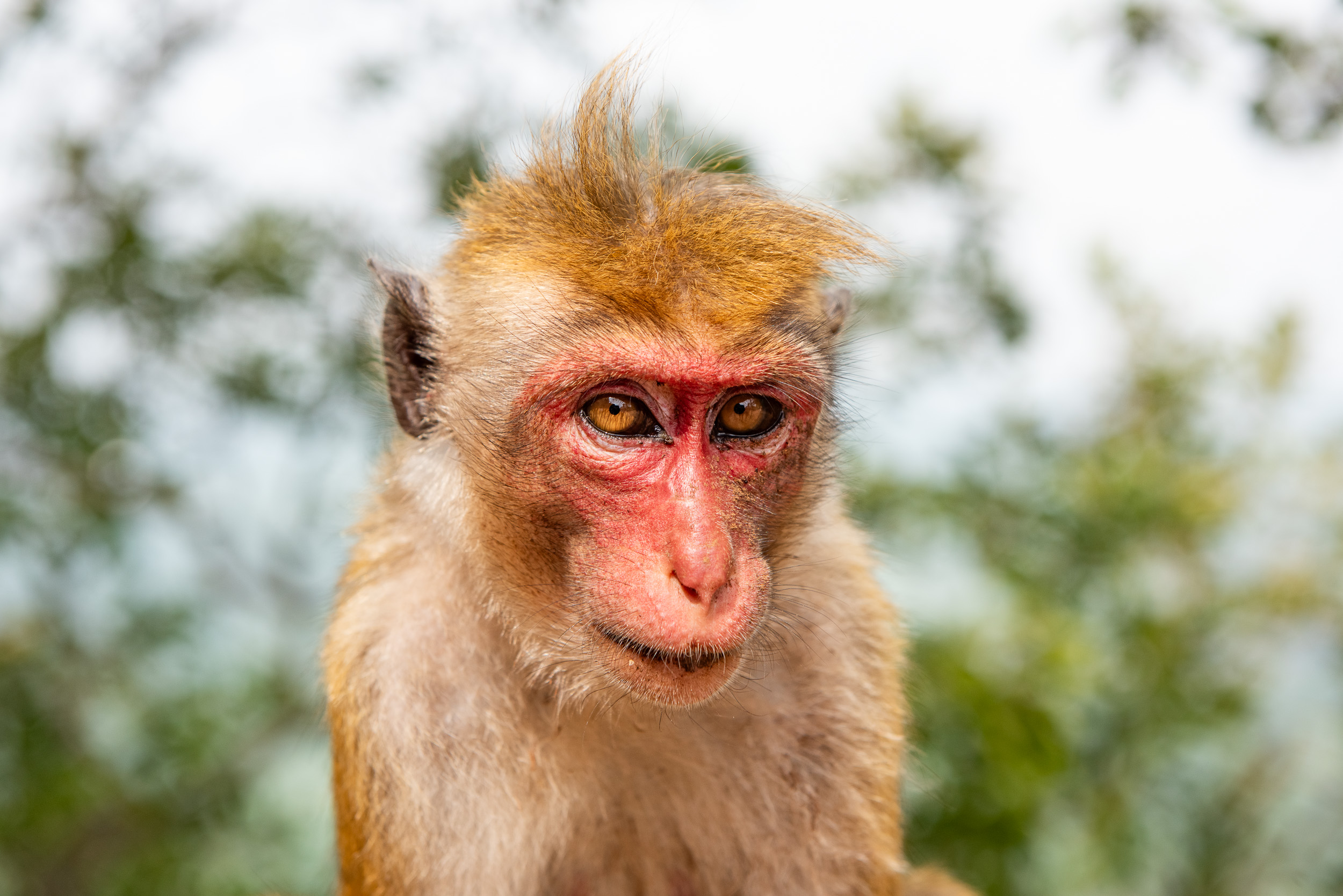 Srí Lanka - ideálna kombinácia 19