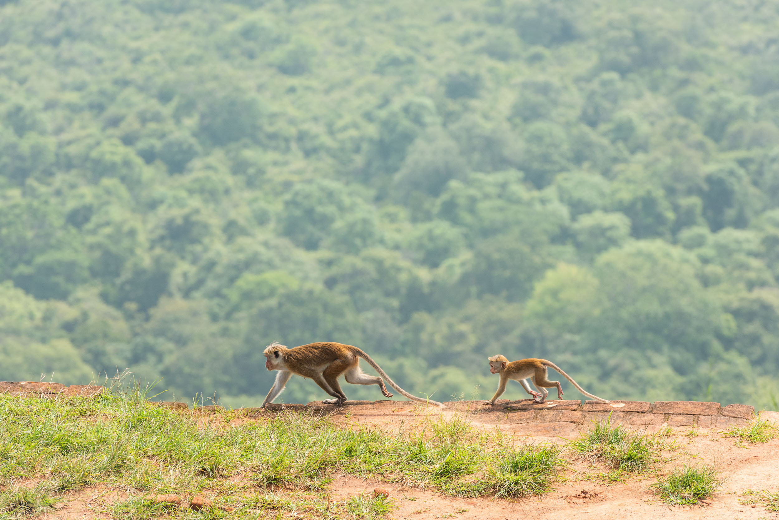 Srí Lanka - ideálna kombinácia 20