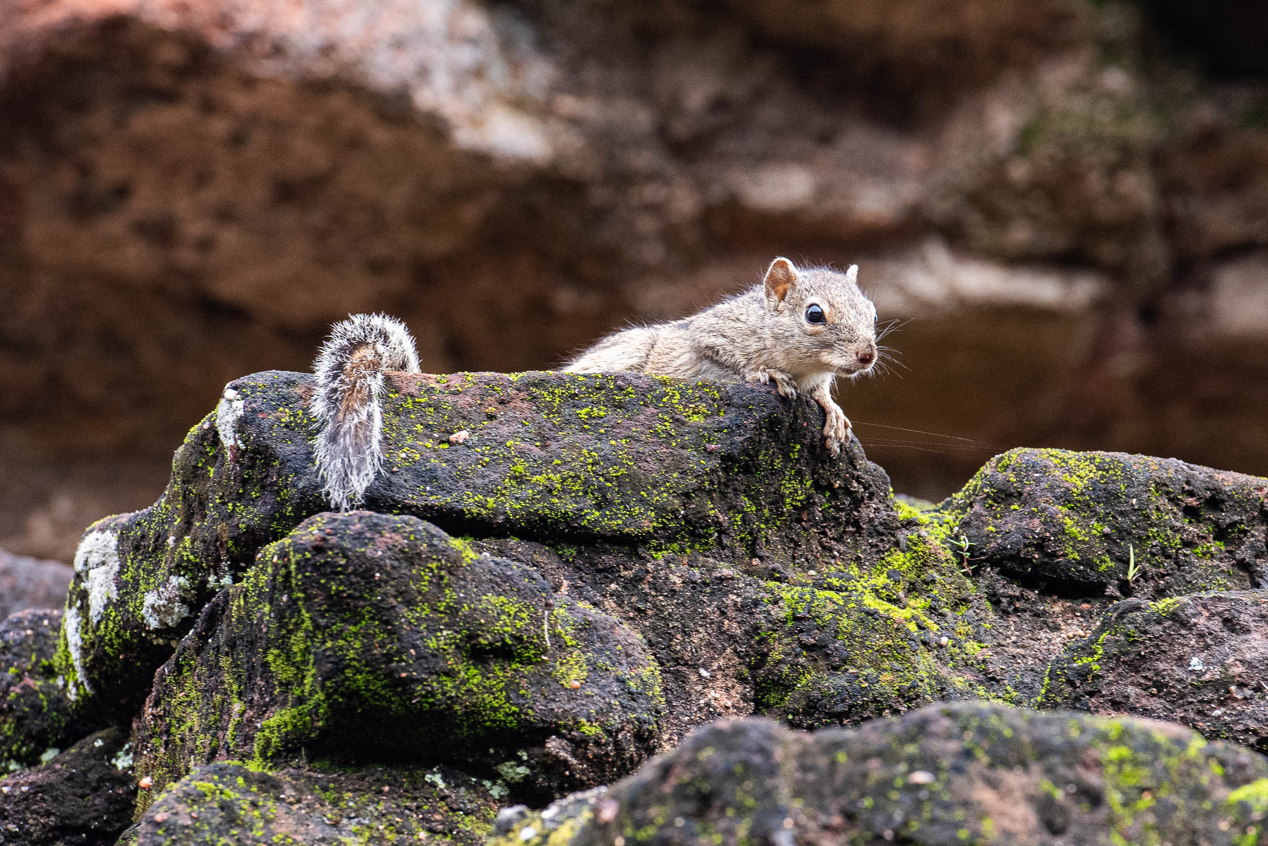 Srí Lanka - ideálna kombinácia 21