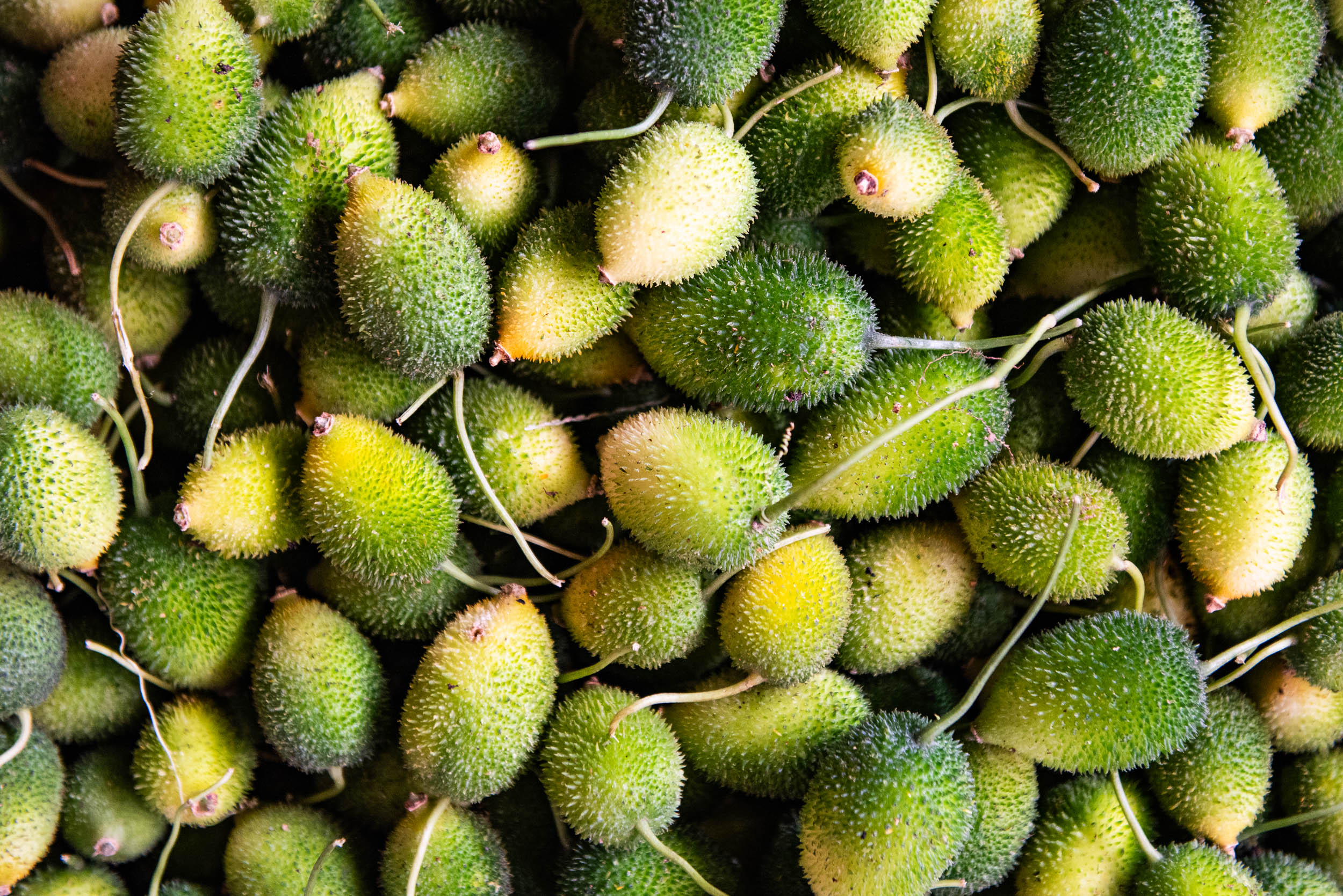 Srí Lanka - ideálna kombinácia 27