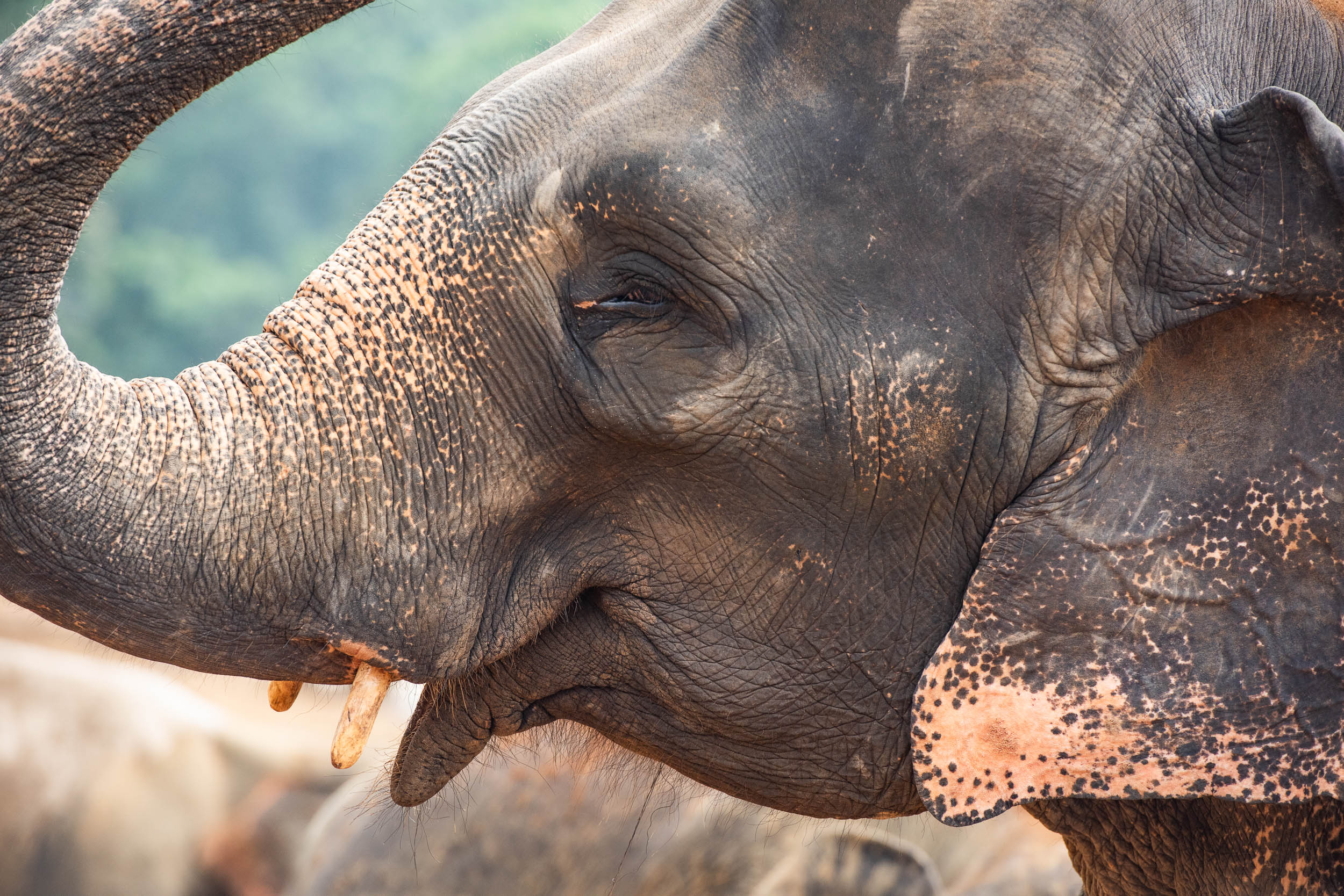 Srí Lanka - ideálna kombinácia 42