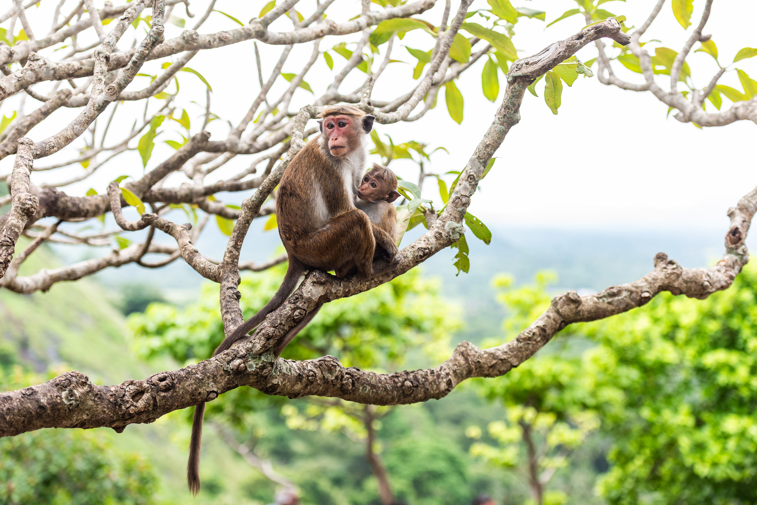 Srí Lanka - ideálna kombinácia 41