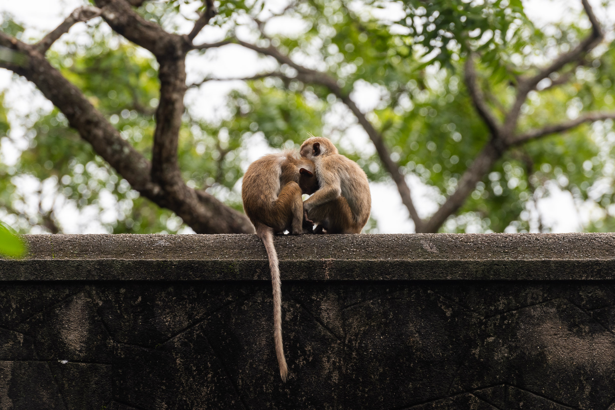 Srí Lanka - ideálna kombinácia 48