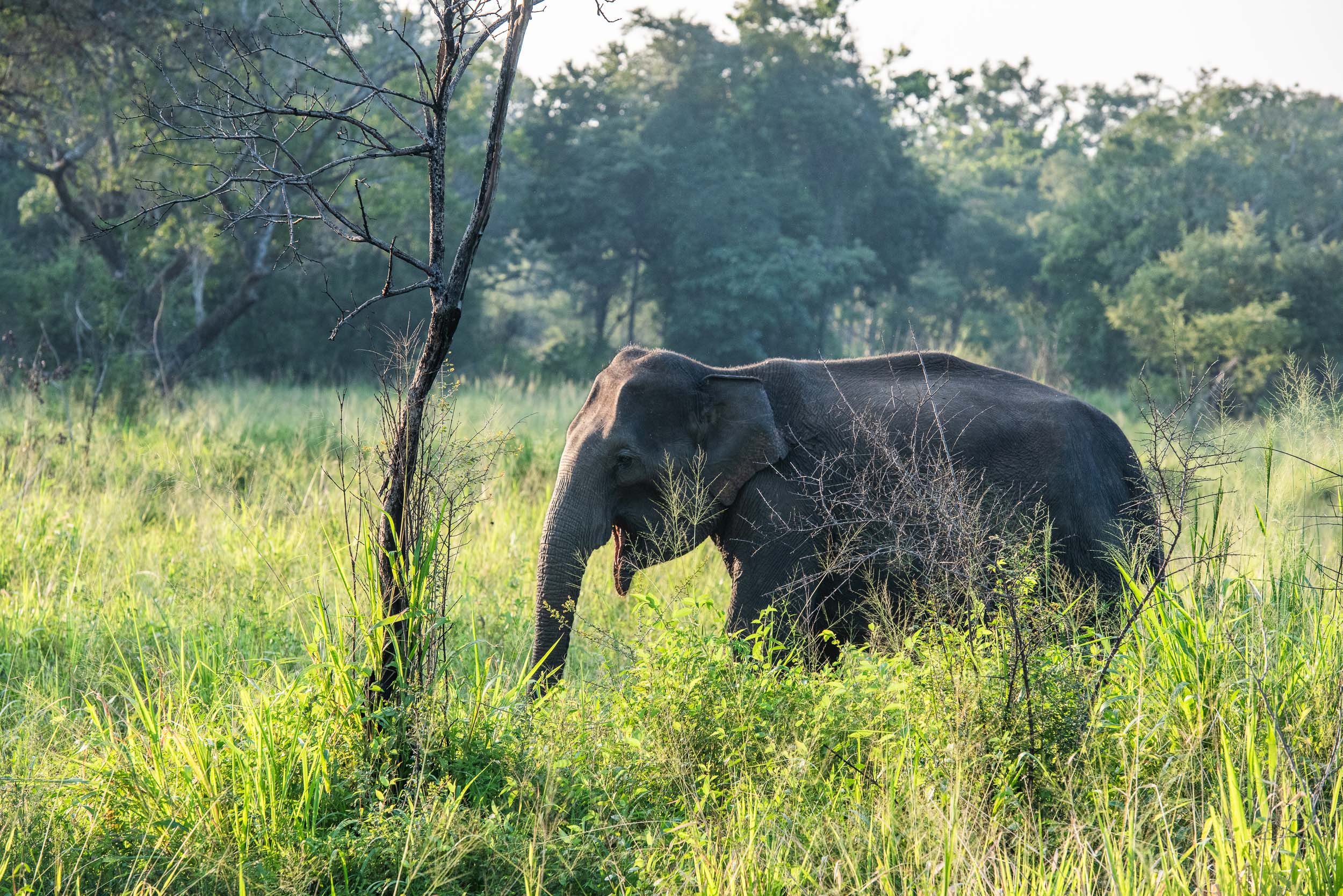 Srí Lanka - ideálna kombinácia 80