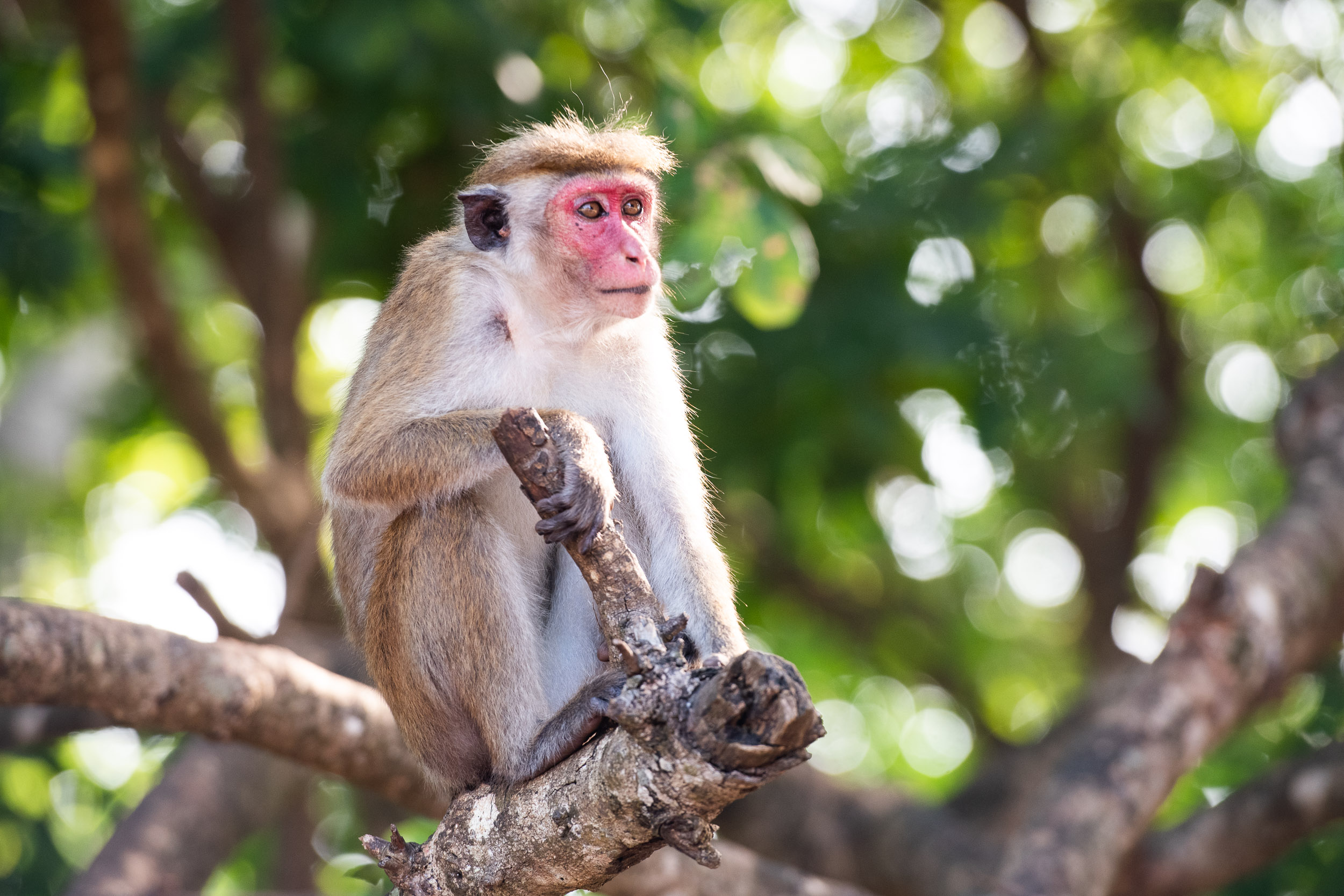 Srí Lanka - ideálna kombinácia 51