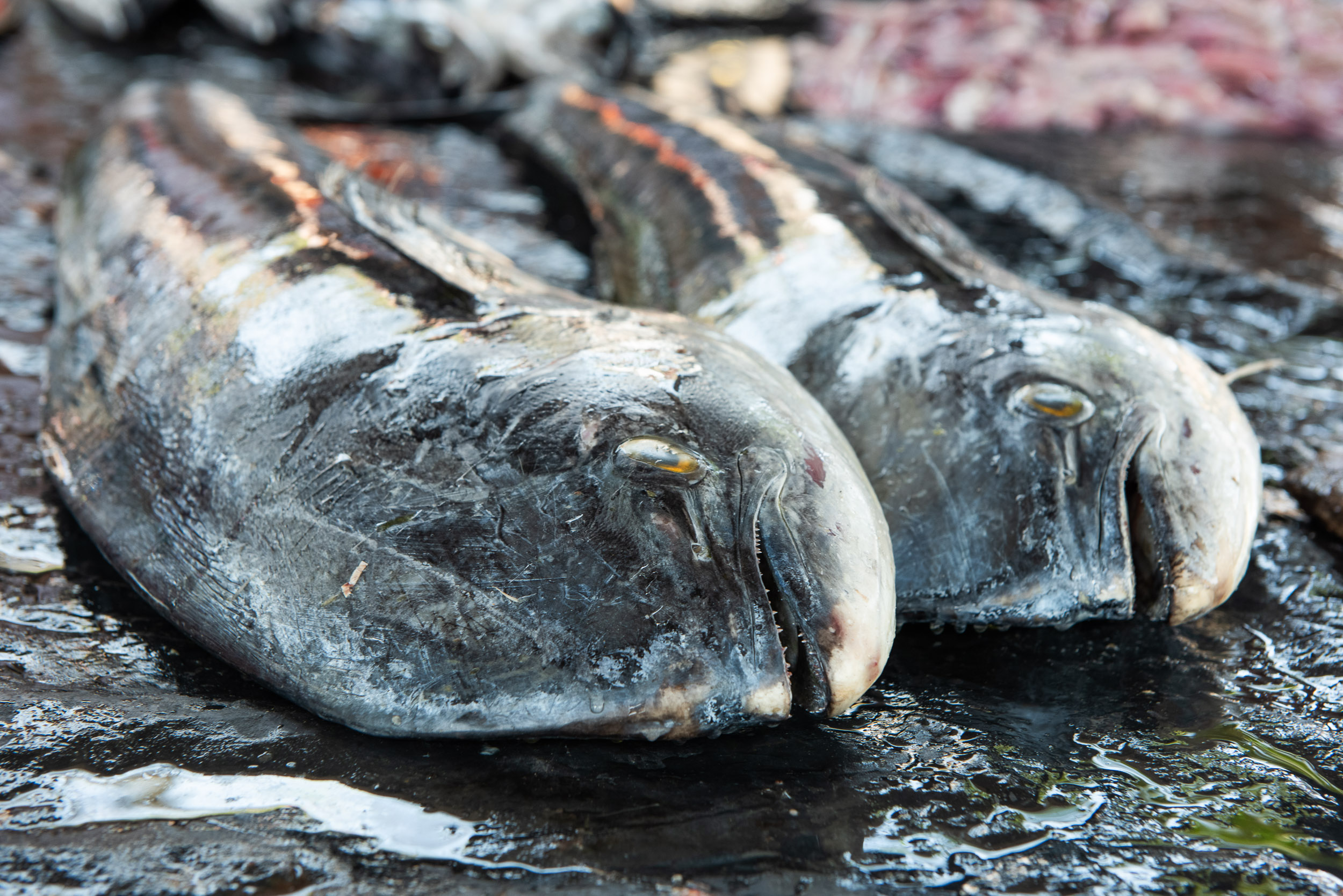 Srí Lanka - ideálna kombinácia 53