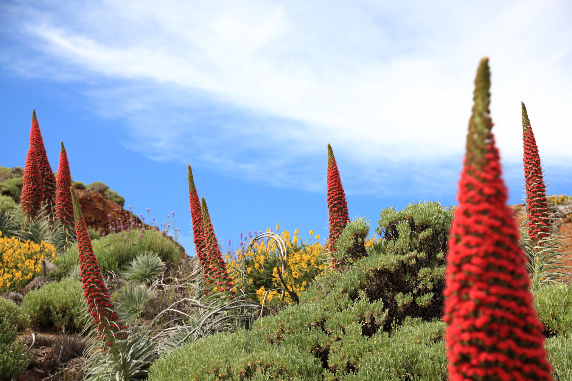 To najlepšie z Tenerife - zelený sever a slnečný juh 14