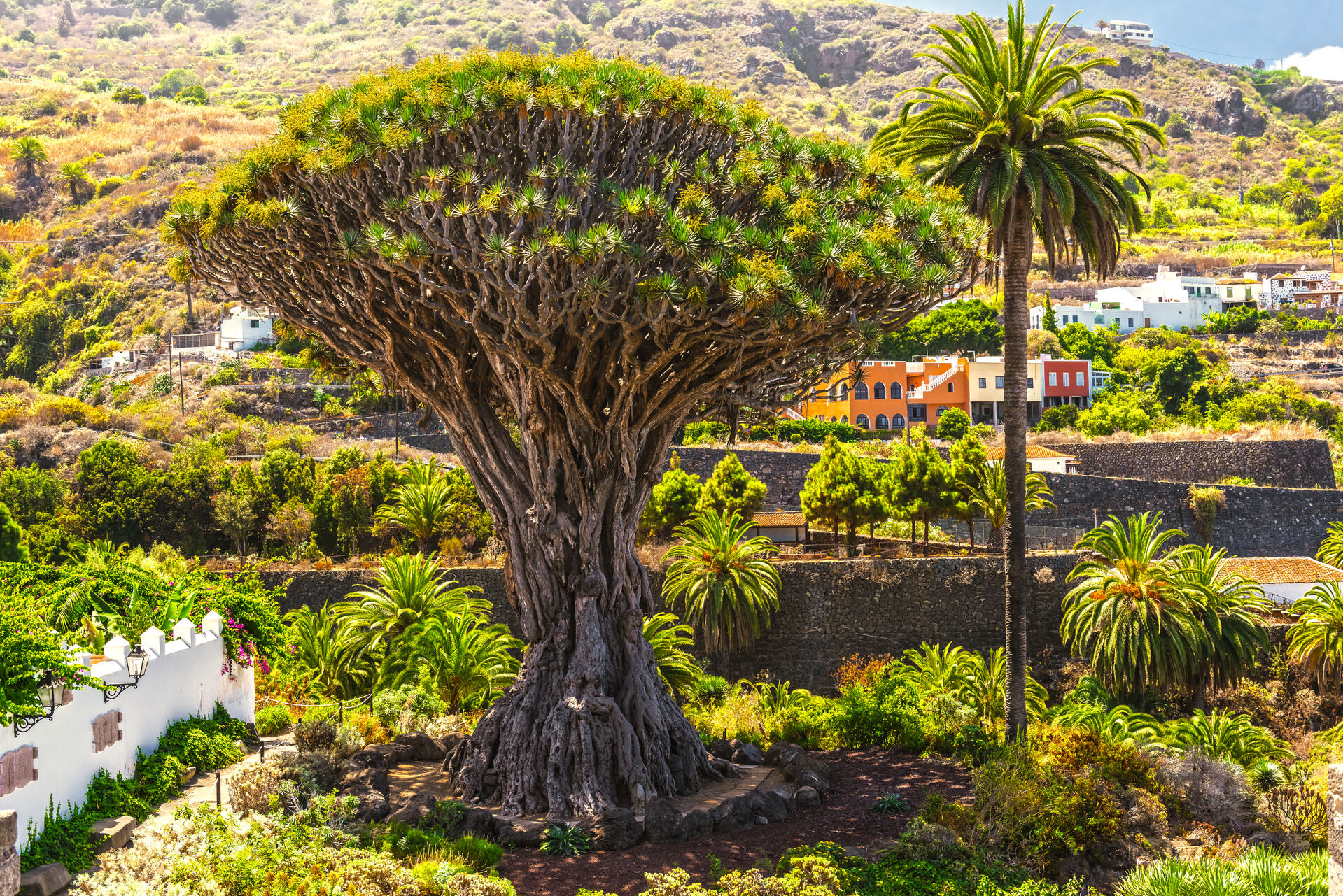 To najlepšie z Tenerife - zelený sever a slnečný juh 12