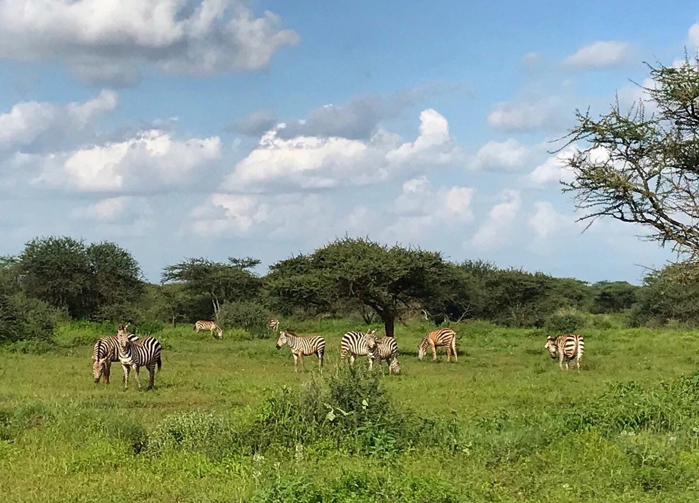 Zanzibar - safari v NP Saadani s pobytom pri mori 9