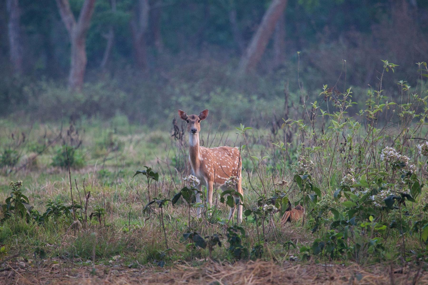 Nepál - cesta na "strechu sveta" 21