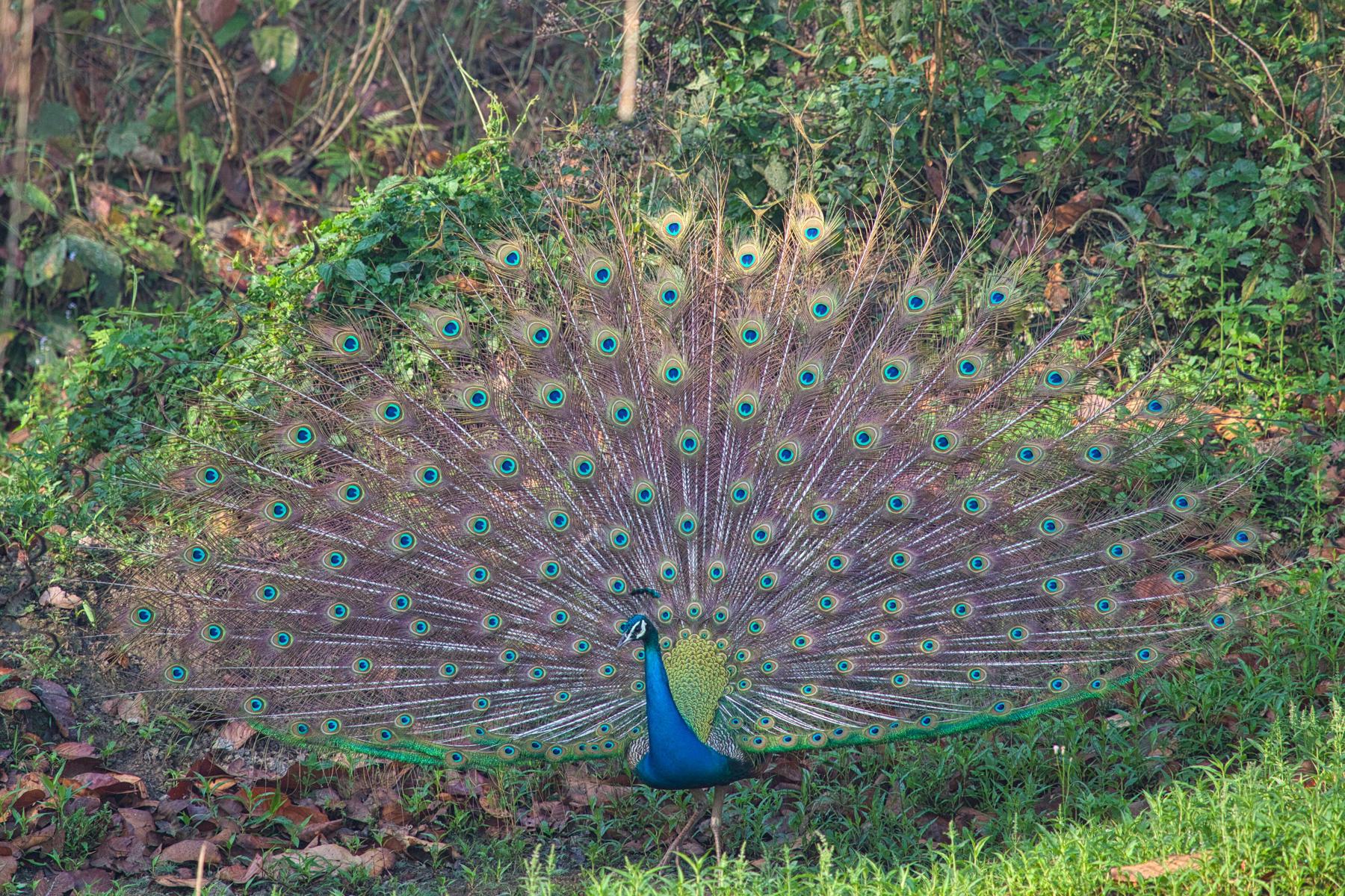 Nepál - cesta na "strechu sveta" 24