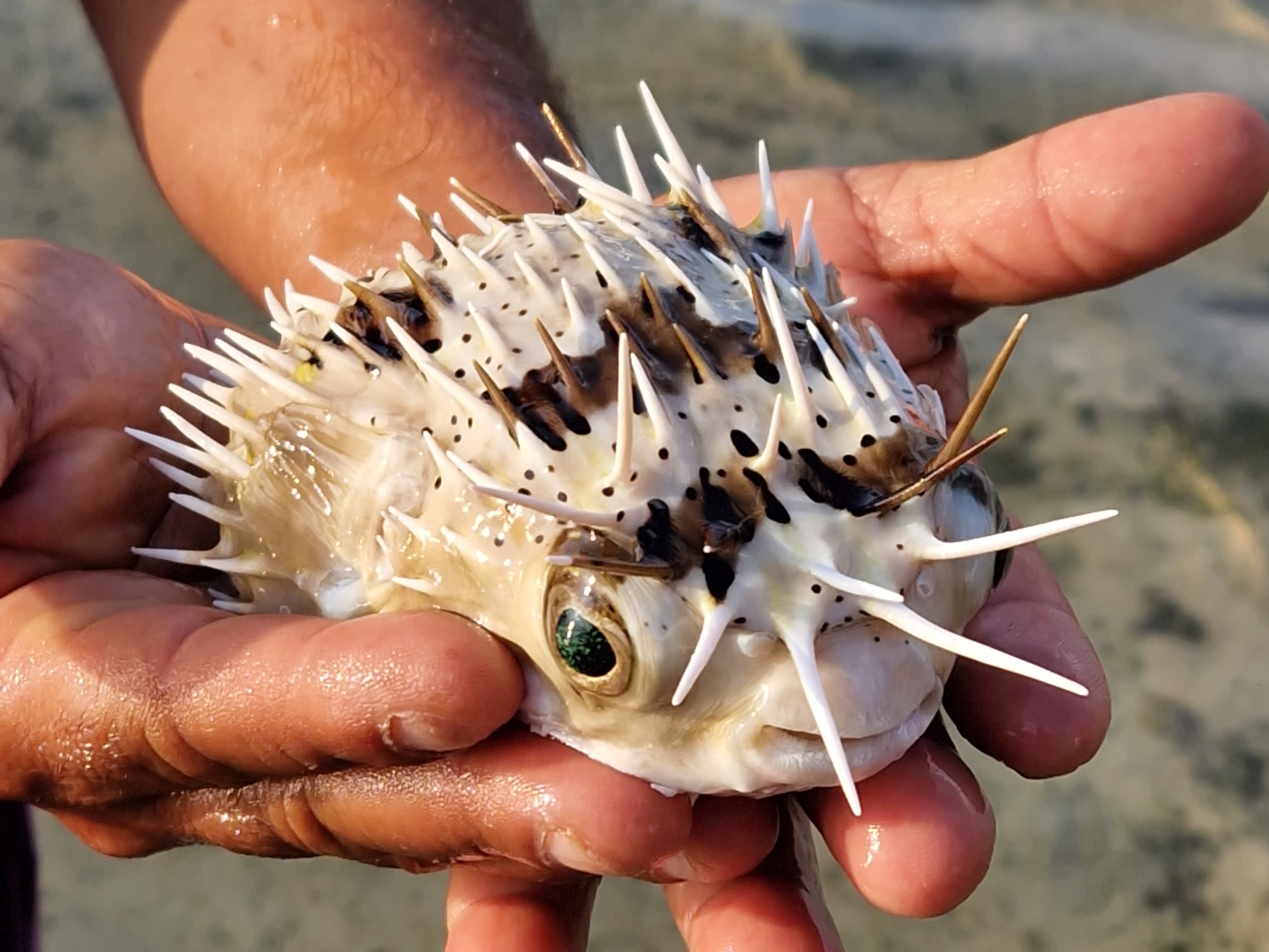 Sokotra - tajomstvá dračieho ostrova 18