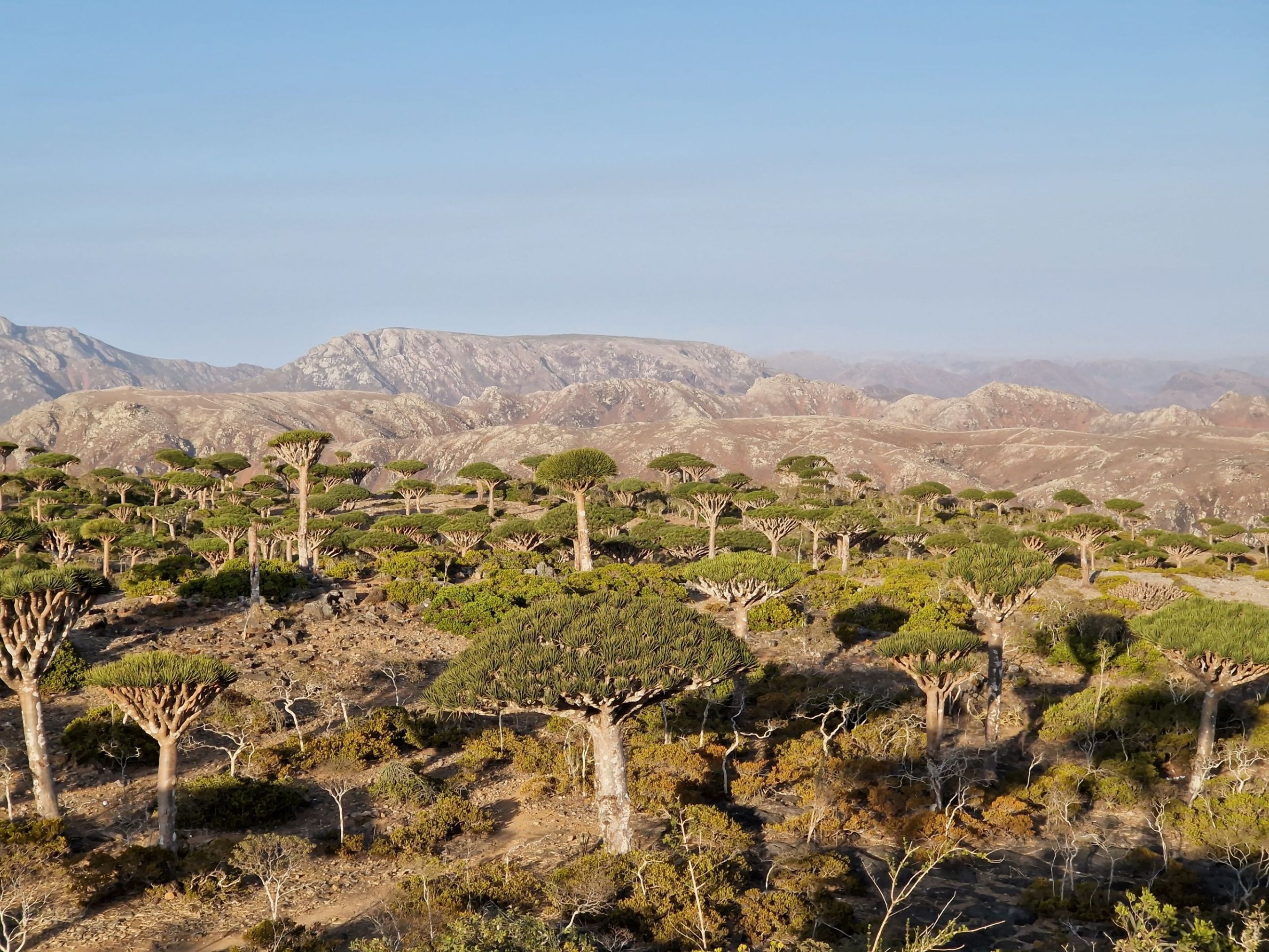 Sokotra - tajomstvá dračieho ostrova 21