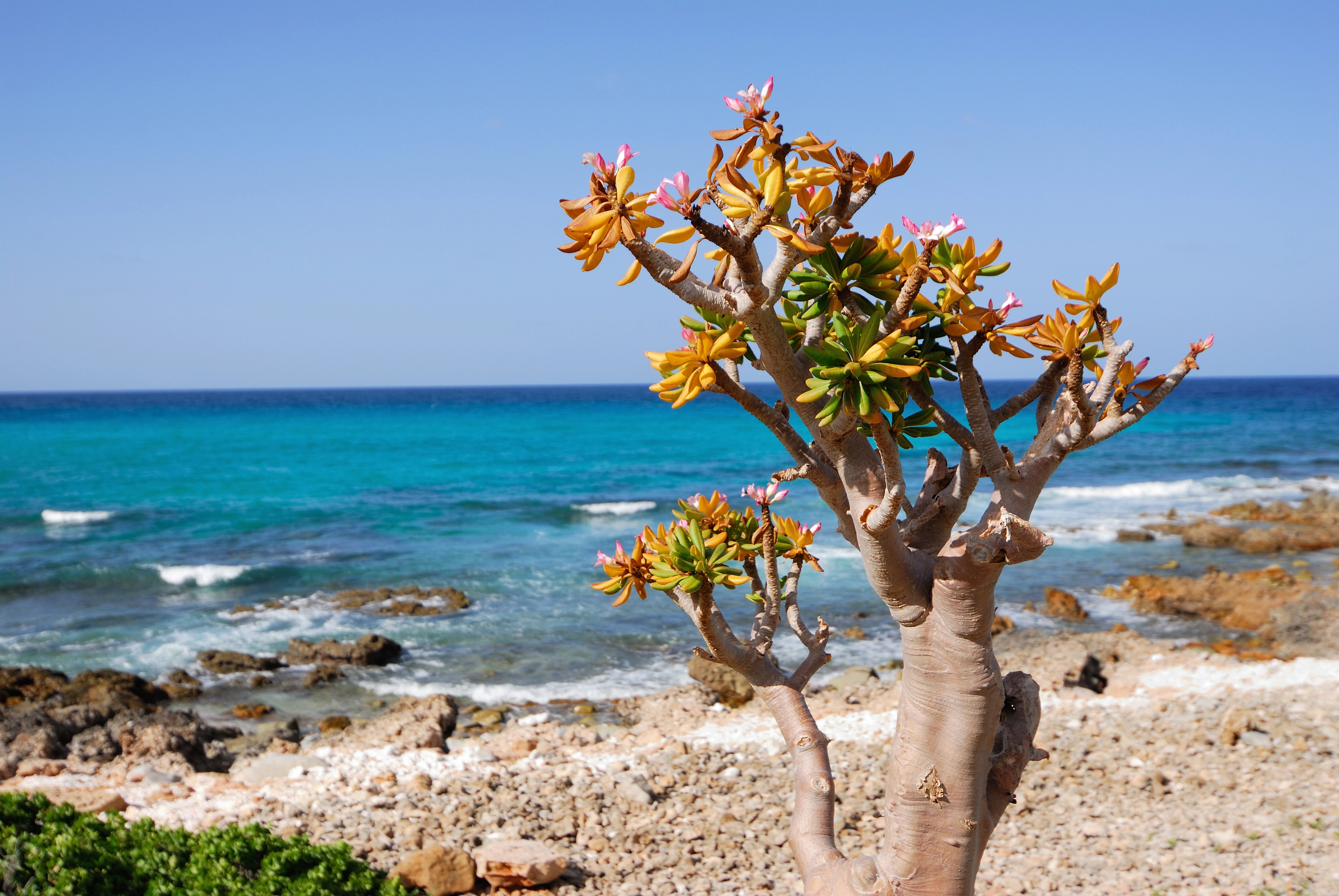 Sokotra - tajomstvá dračieho ostrova 24