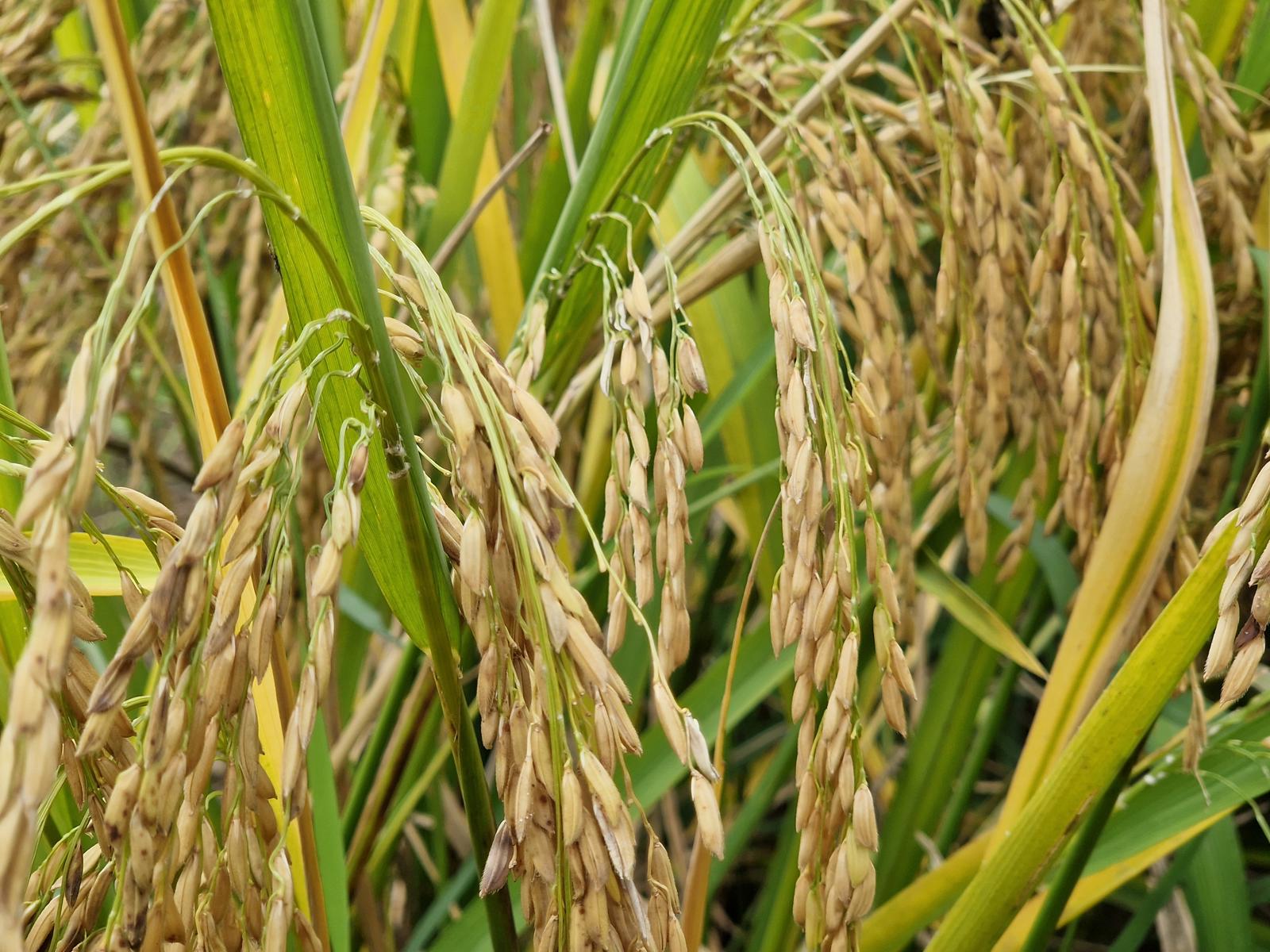 Najpestrejšia Čína 21