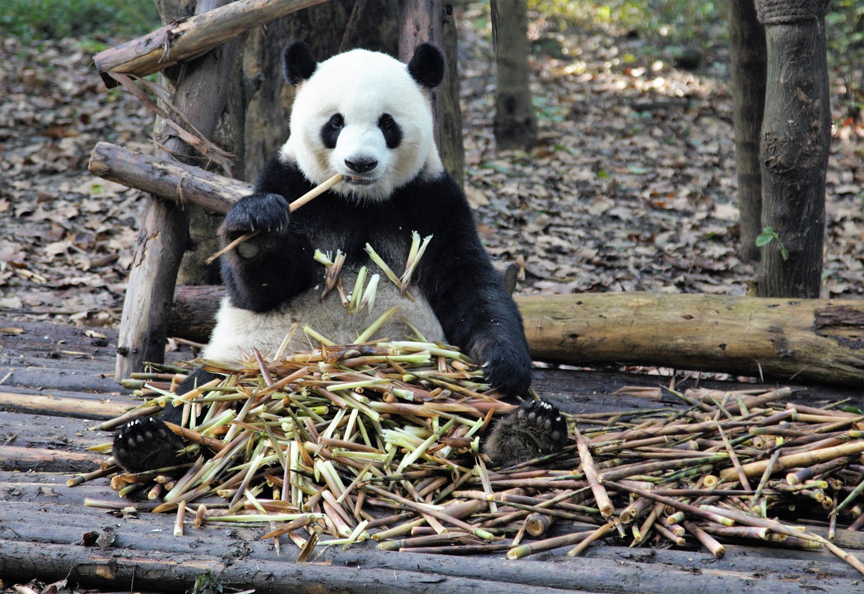 Najpestrejšia Čína 38