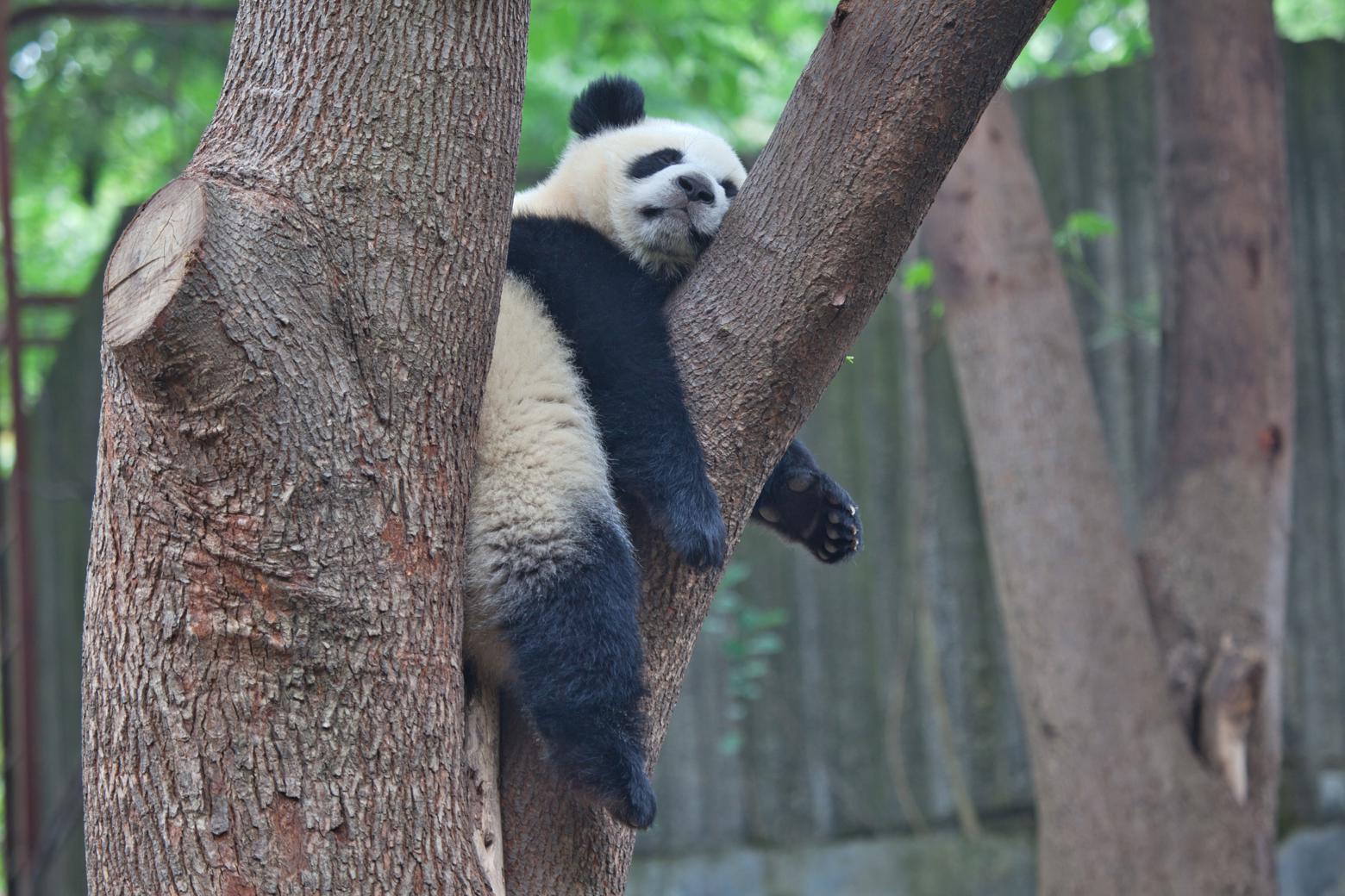 Najpestrejšia Čína 35