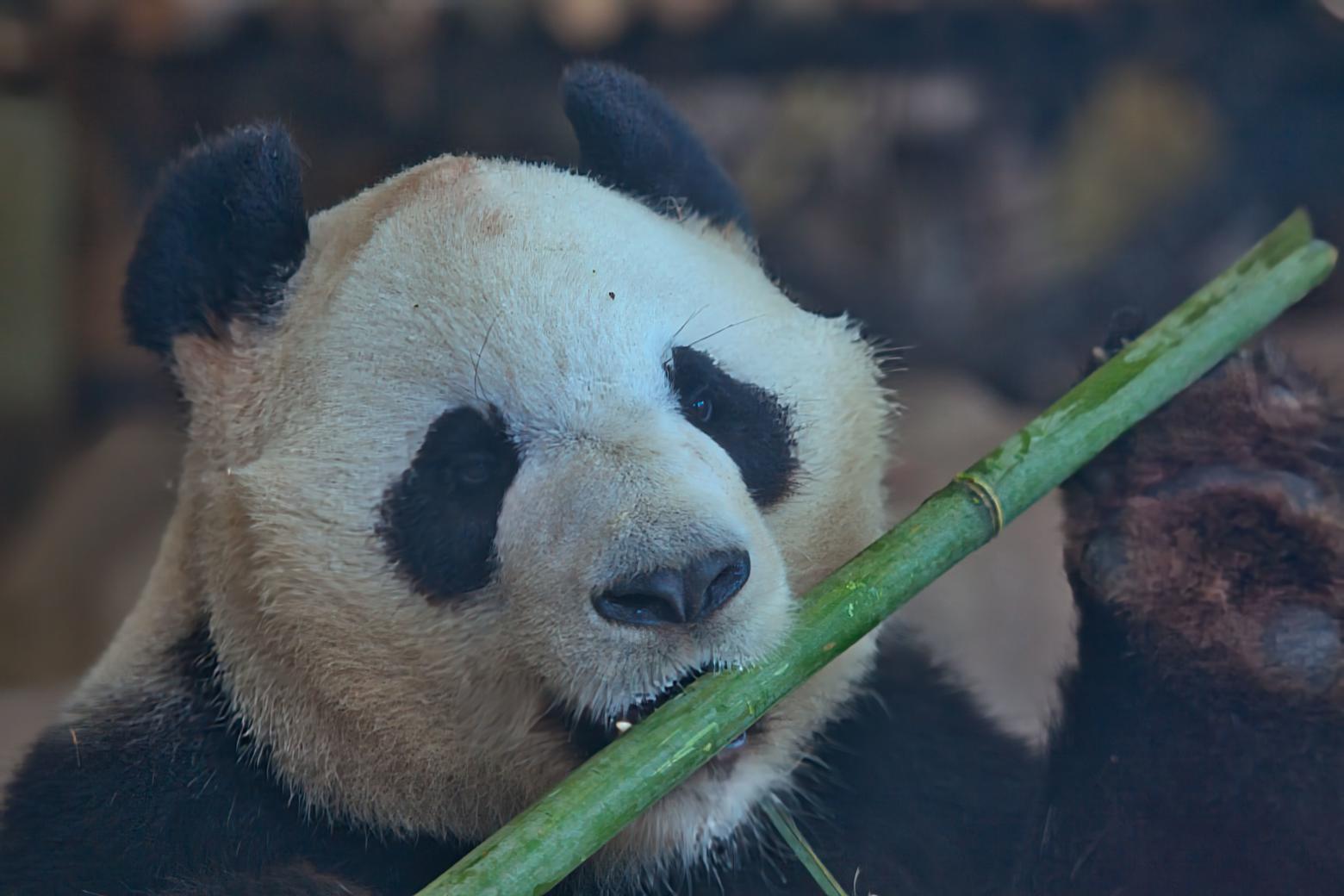 Najpestrejšia Čína 41