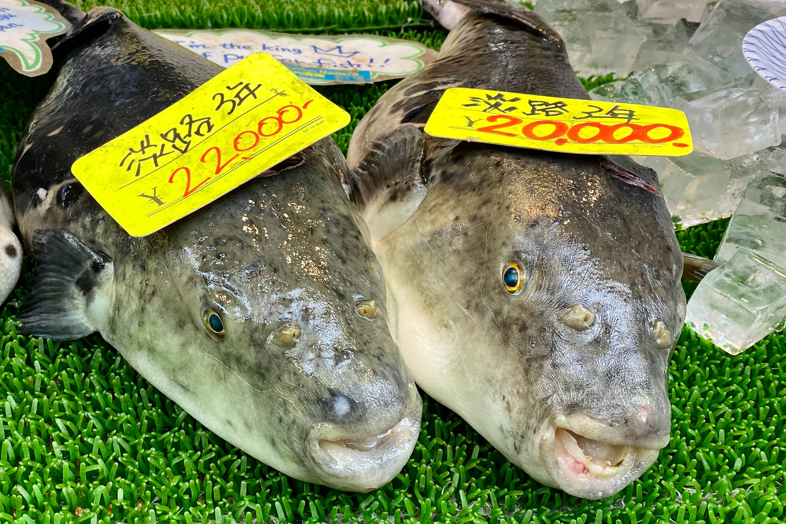 Najkrajšia cesta Japonskom 16