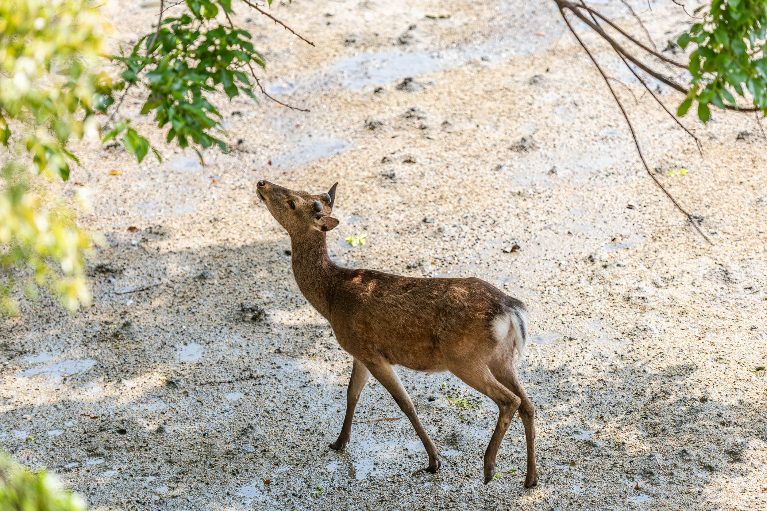 Najkrajšia cesta Japonskom 26