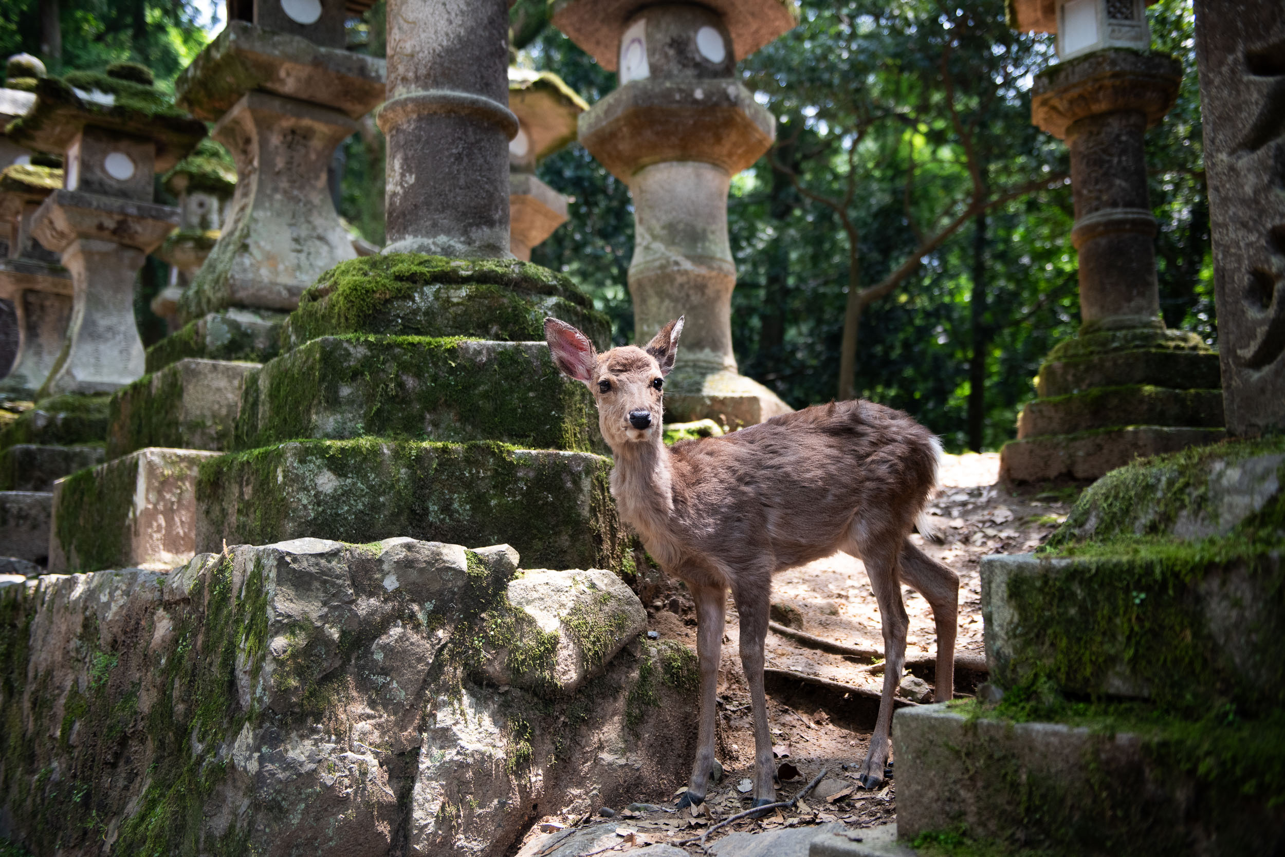 Najkrajšia cesta Japonskom 44