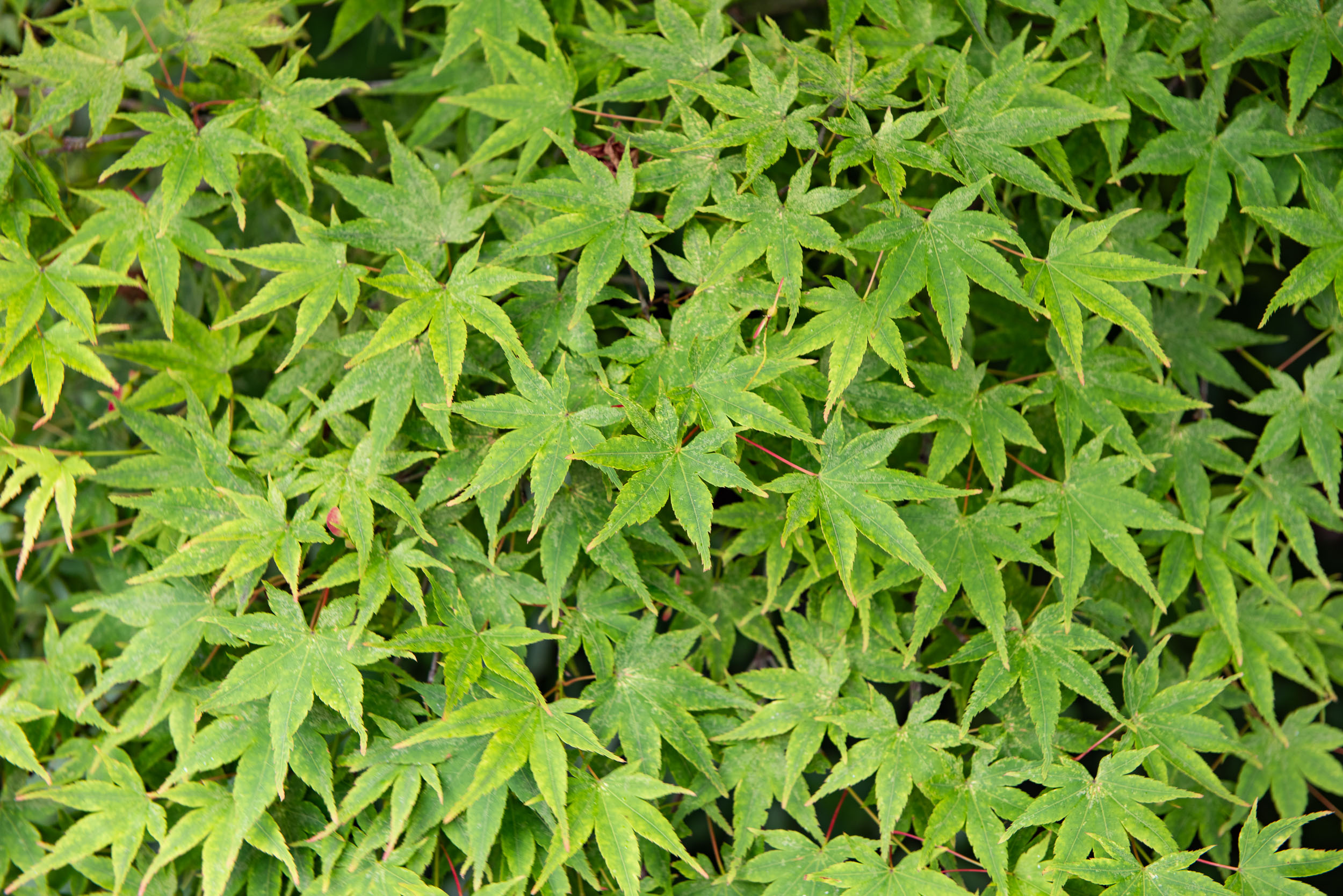 Najkrajšia cesta Japonskom 50