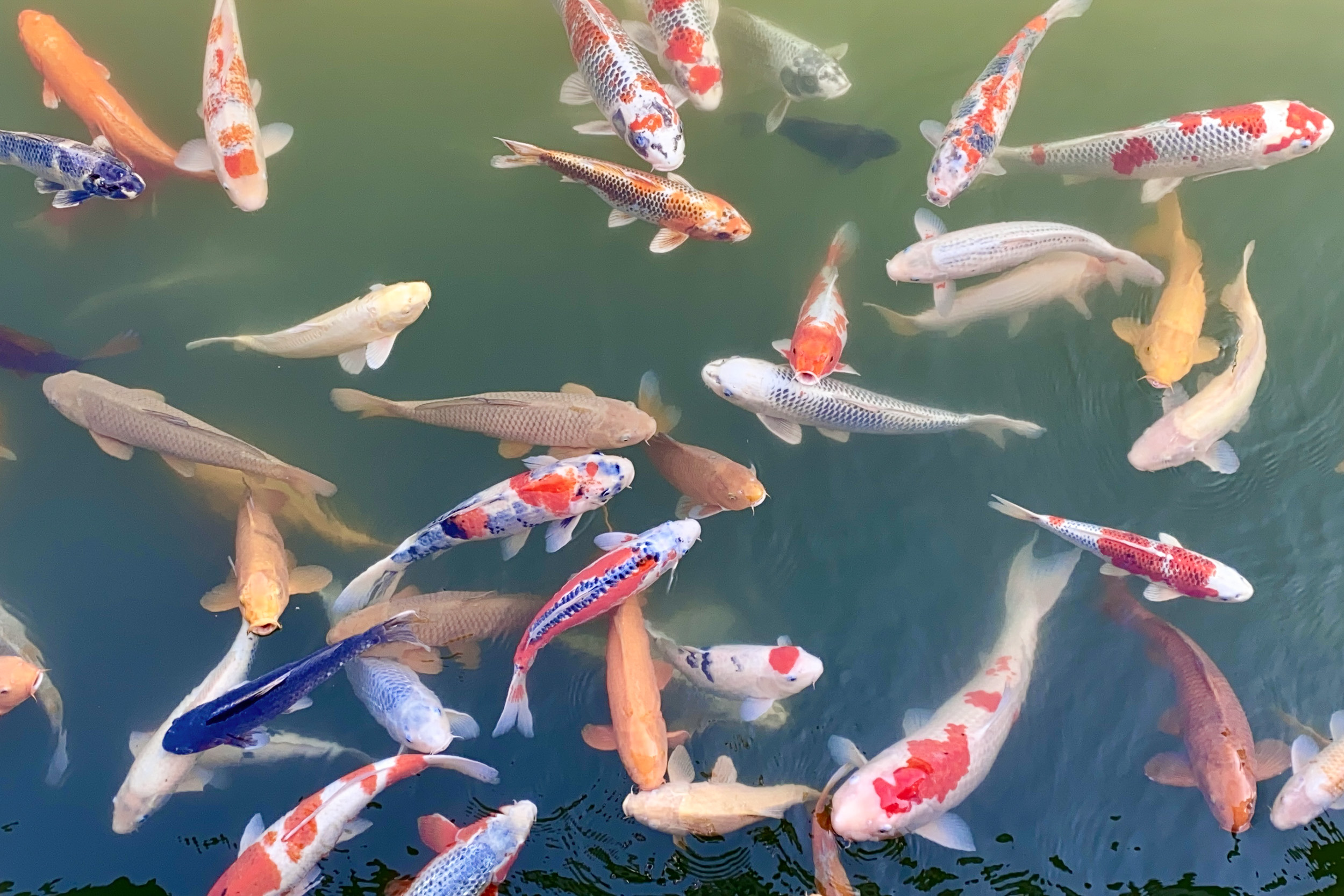 Najkrajšia cesta Japonskom 60