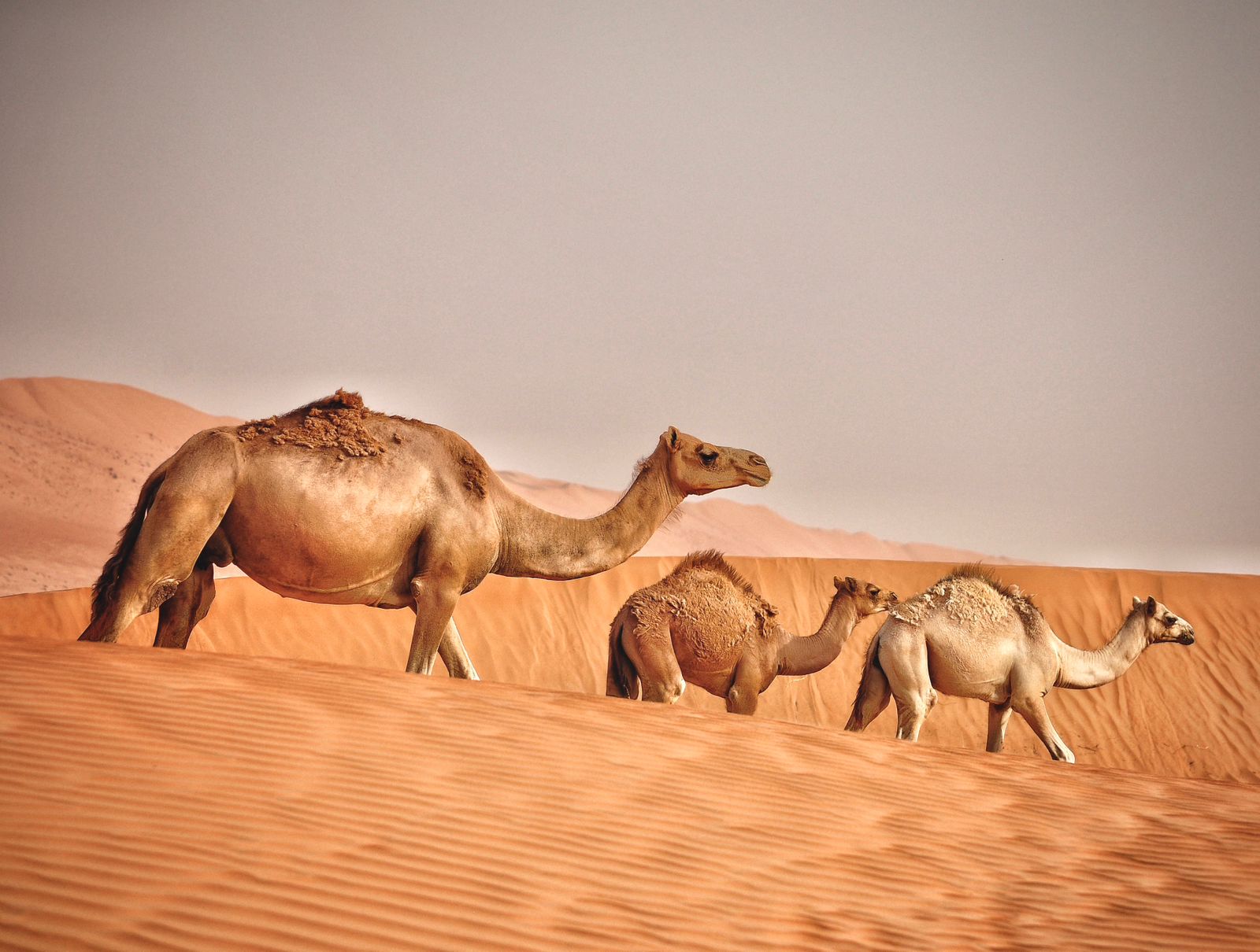 Veľký okruh Ománom 5
