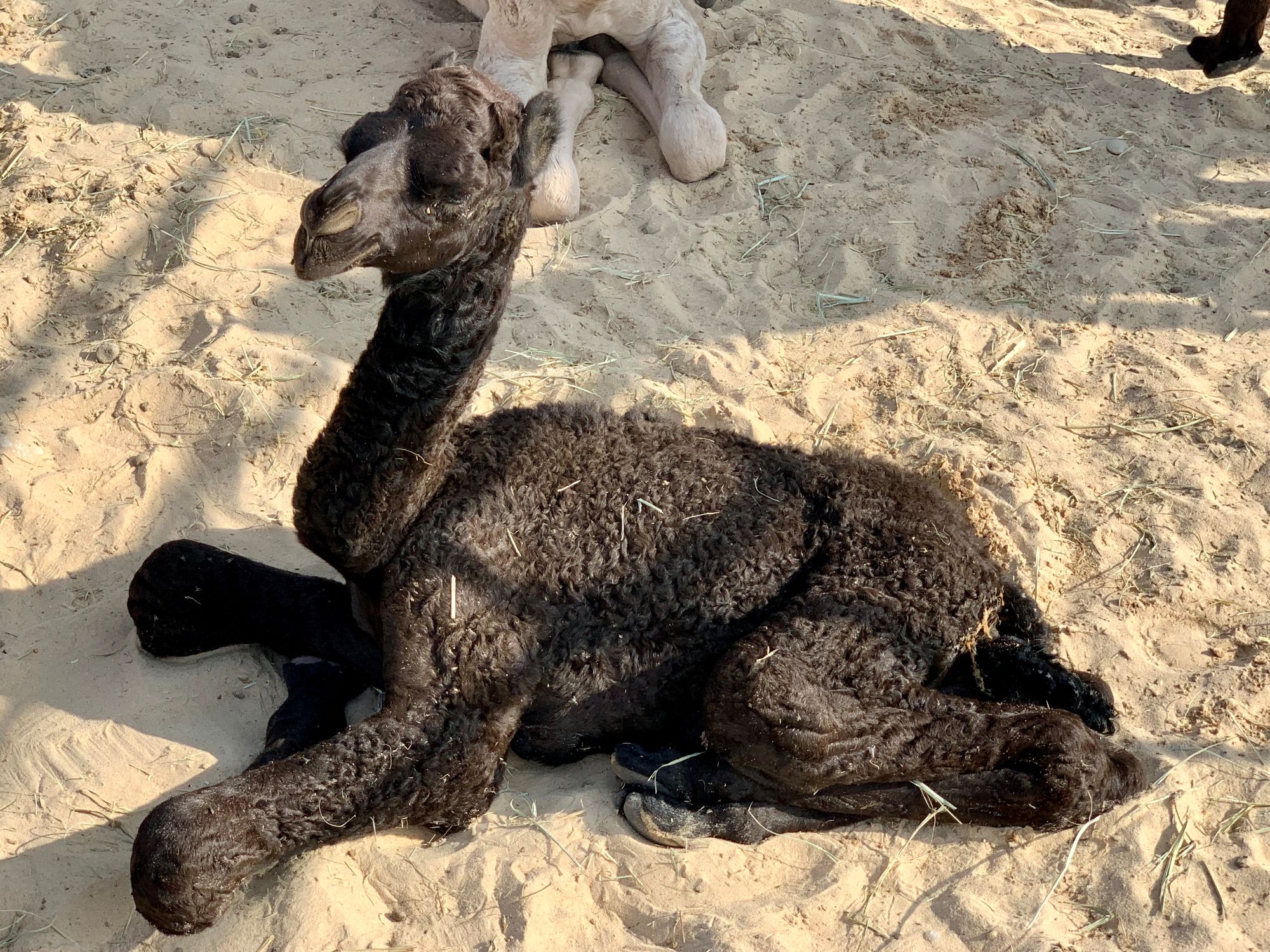 Veľký okruh Ománom 27