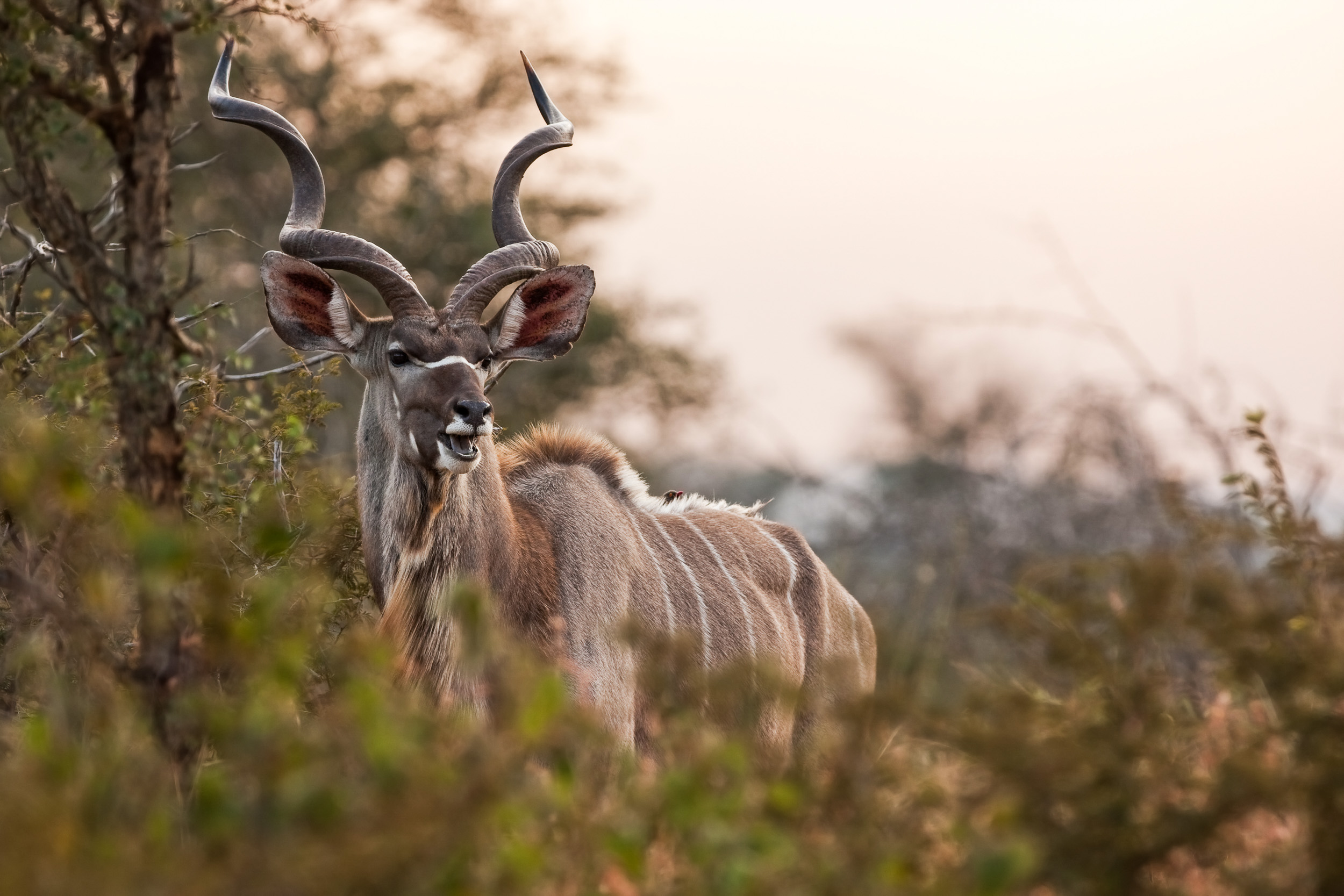 Juhoafrická republika komfortne - vinice, Kapské mesto a safari 30